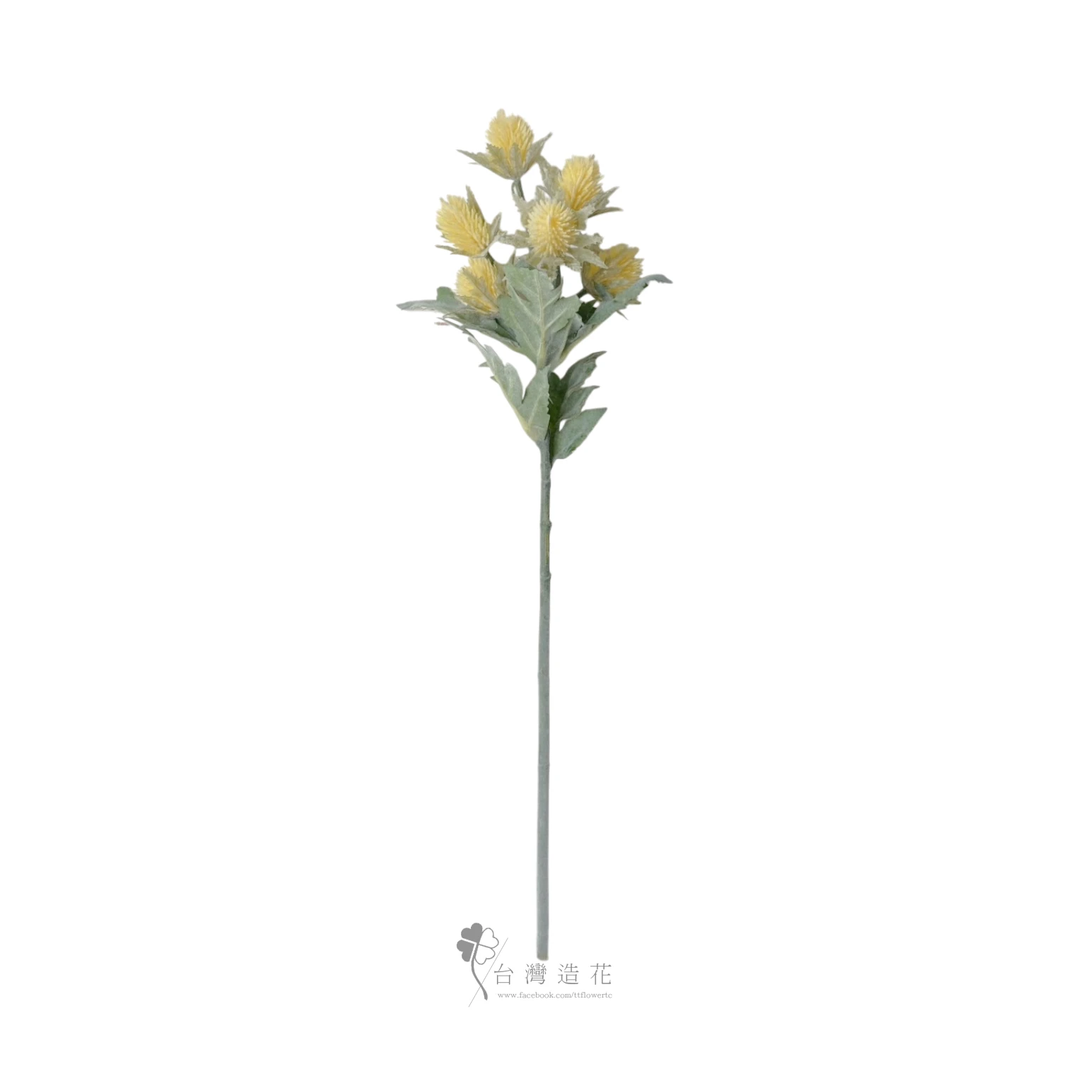 刺芹(黃)
