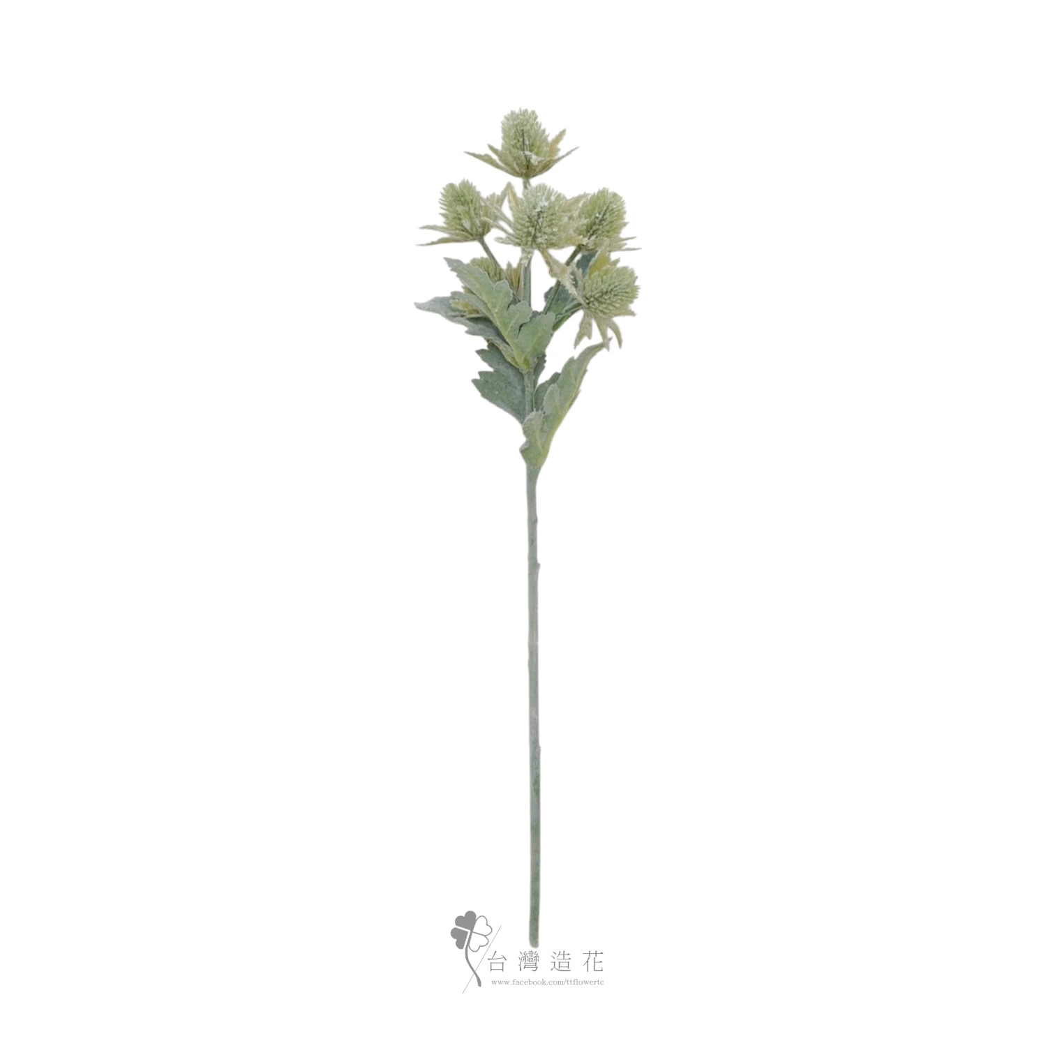 刺芹(綠)
