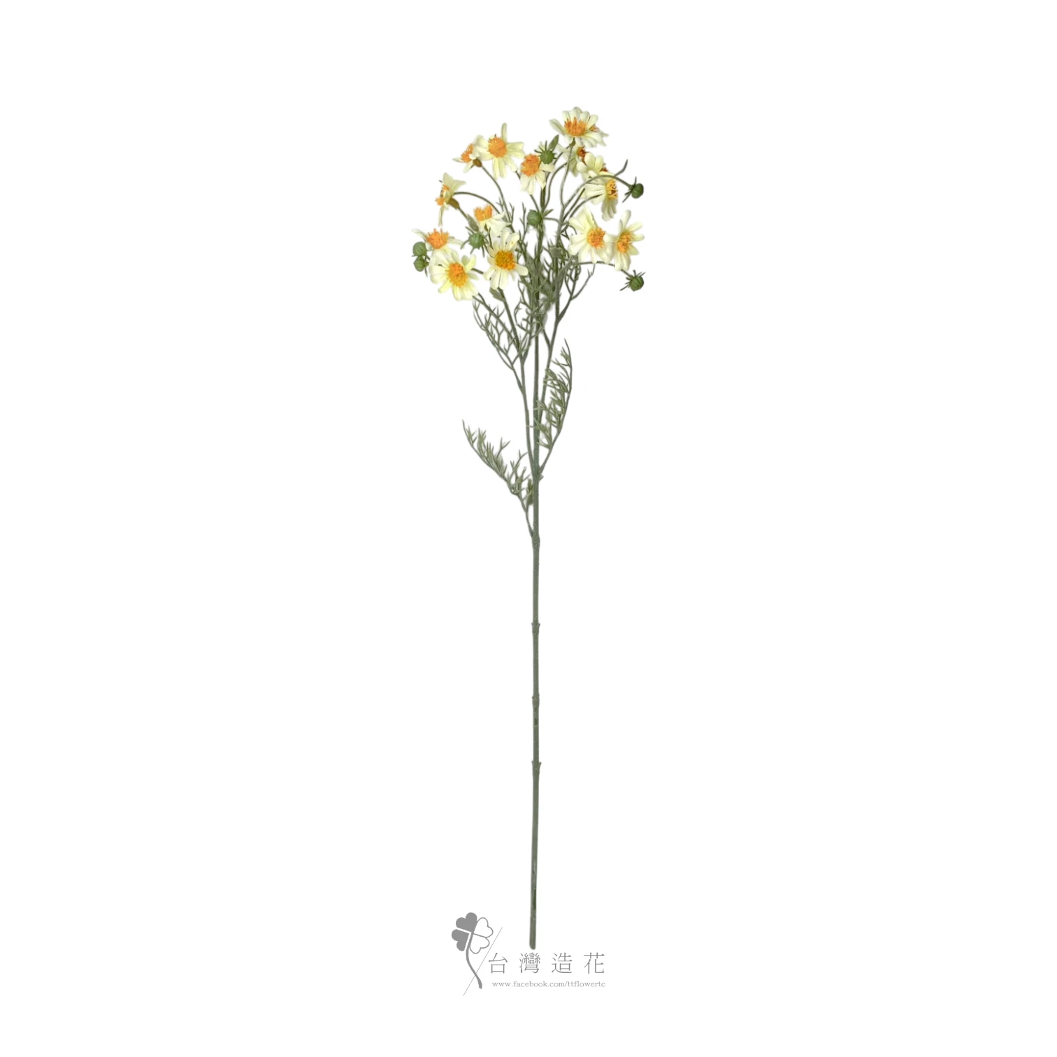 洋甘菊(黃)