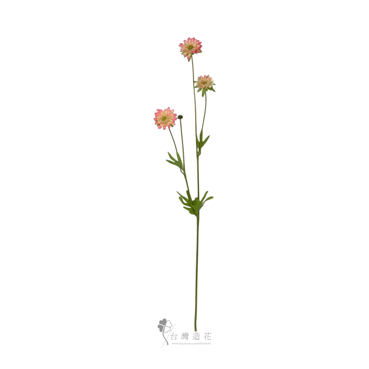 翠菊(粉)