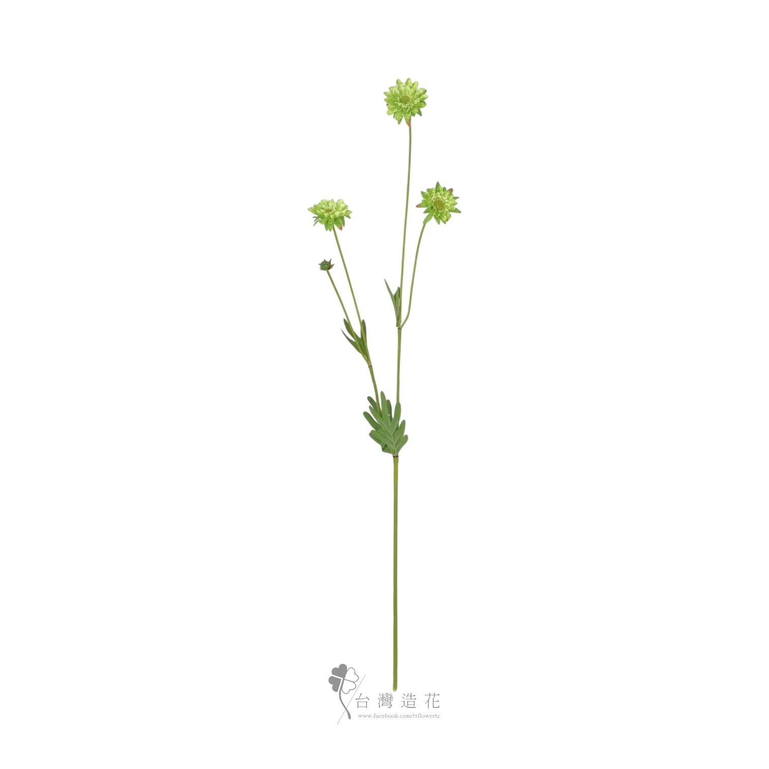 翠菊(綠)