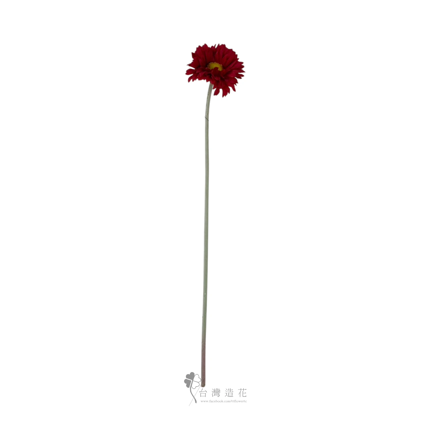 單支非洲菊(紅)