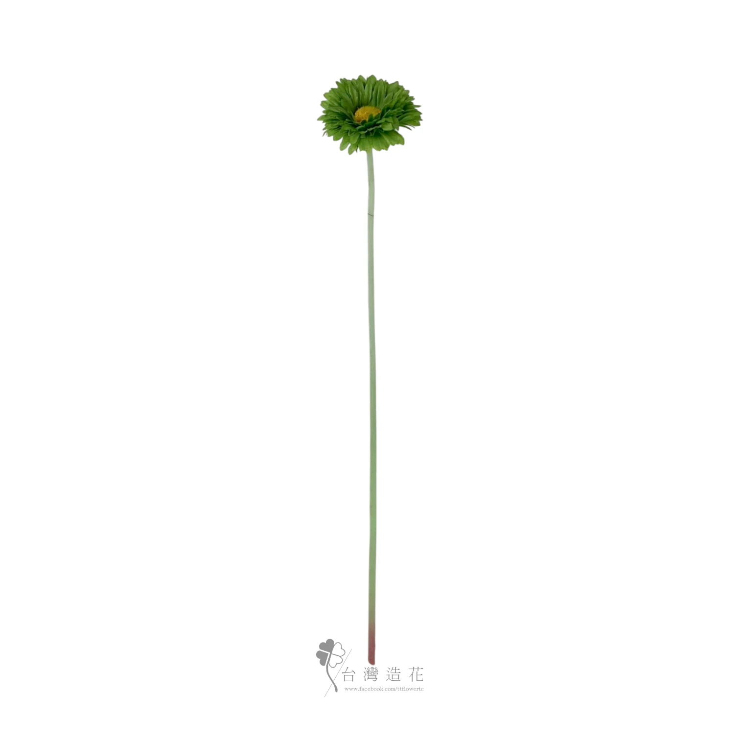 單支非洲菊(綠)