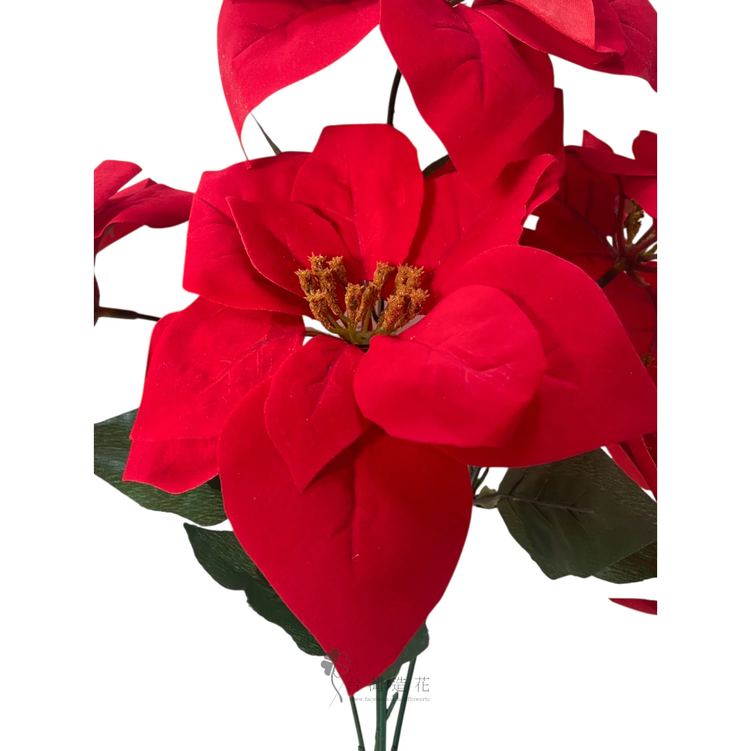 A5頭聖誕紅花束(紅)