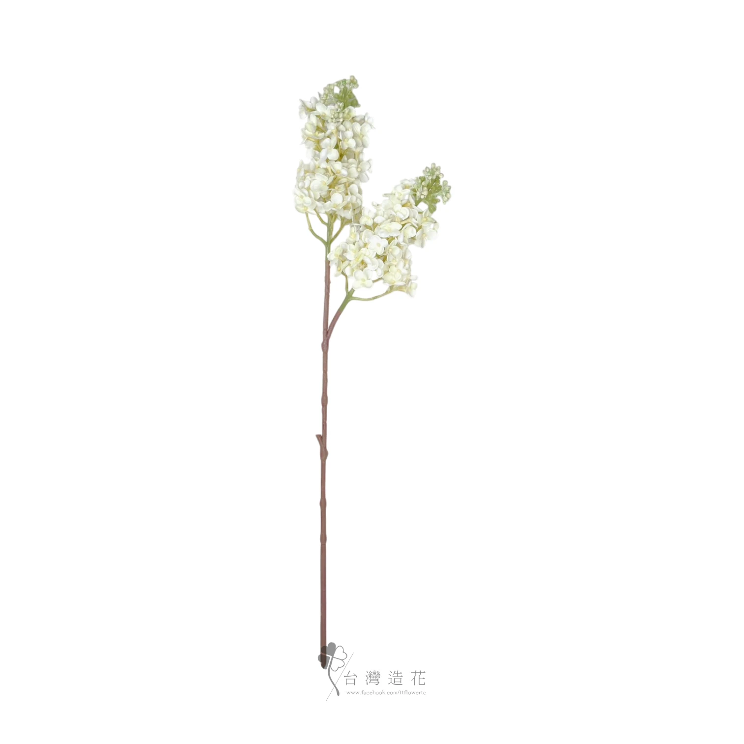 2叉紫丁香(米白)