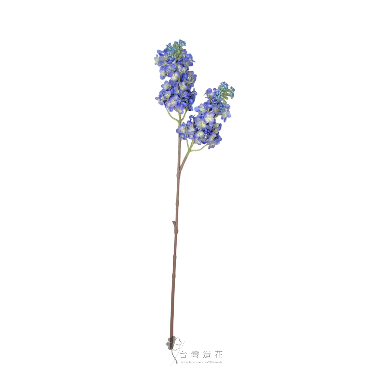 2叉紫丁香(藍)