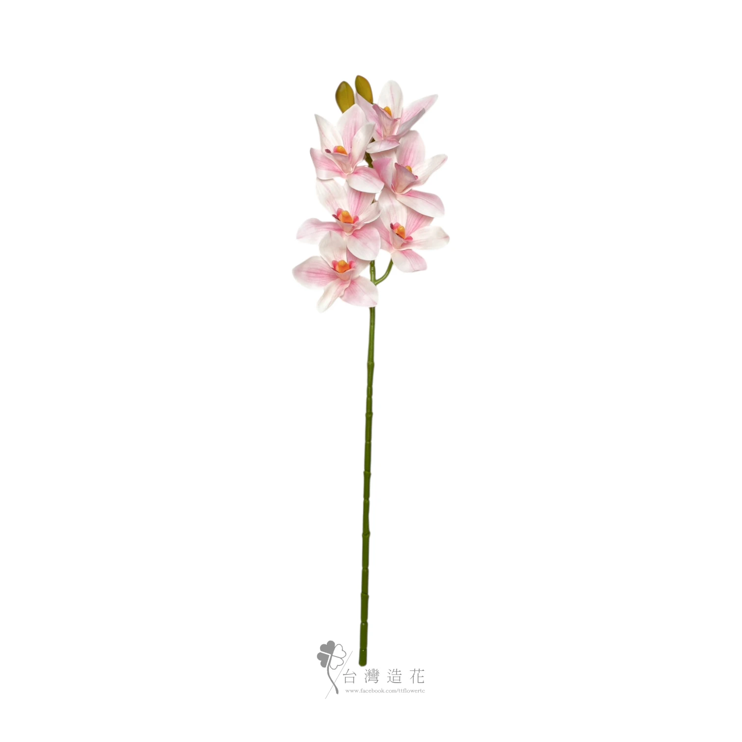 6頭蕙蘭(淺粉)