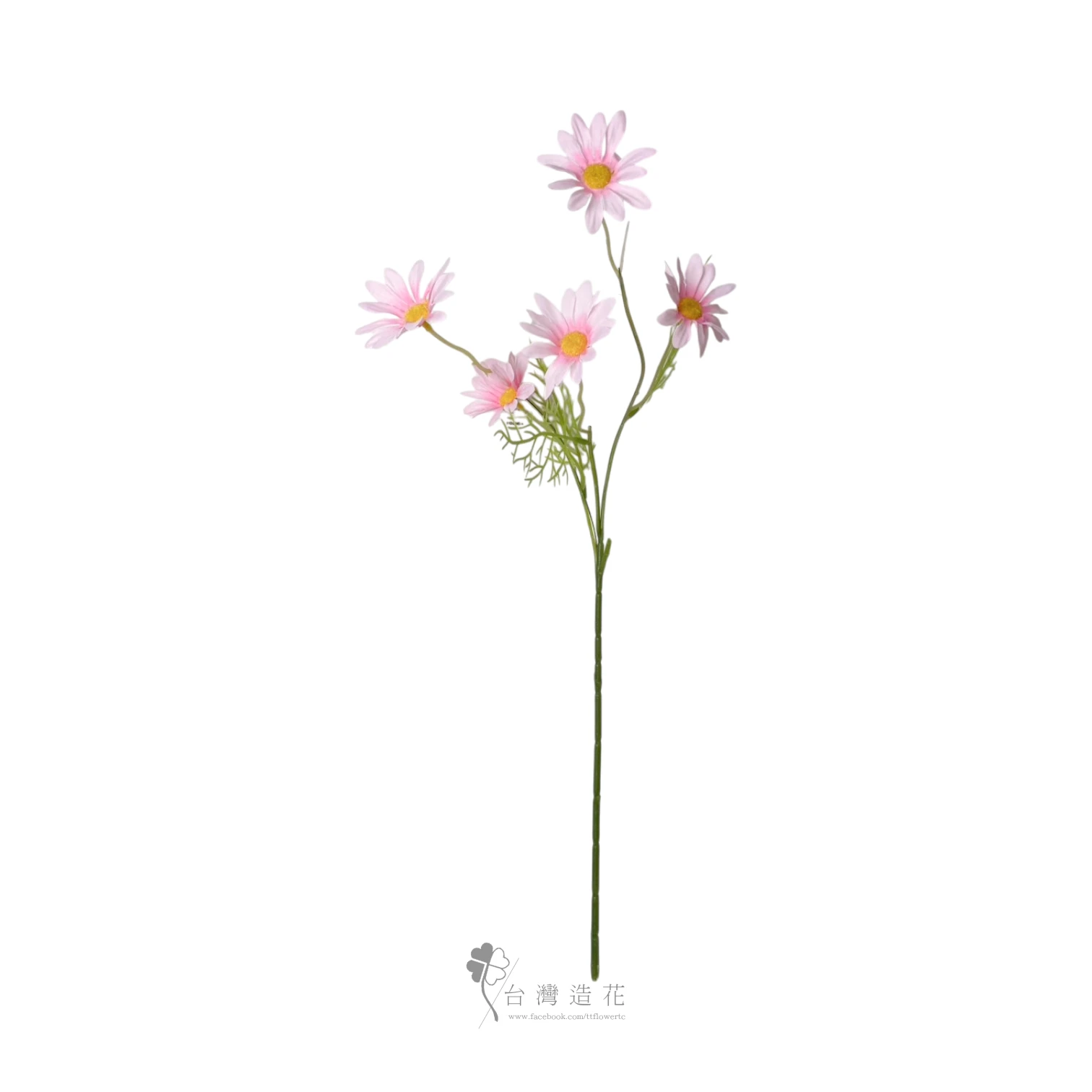 荷蘭小菊(粉)