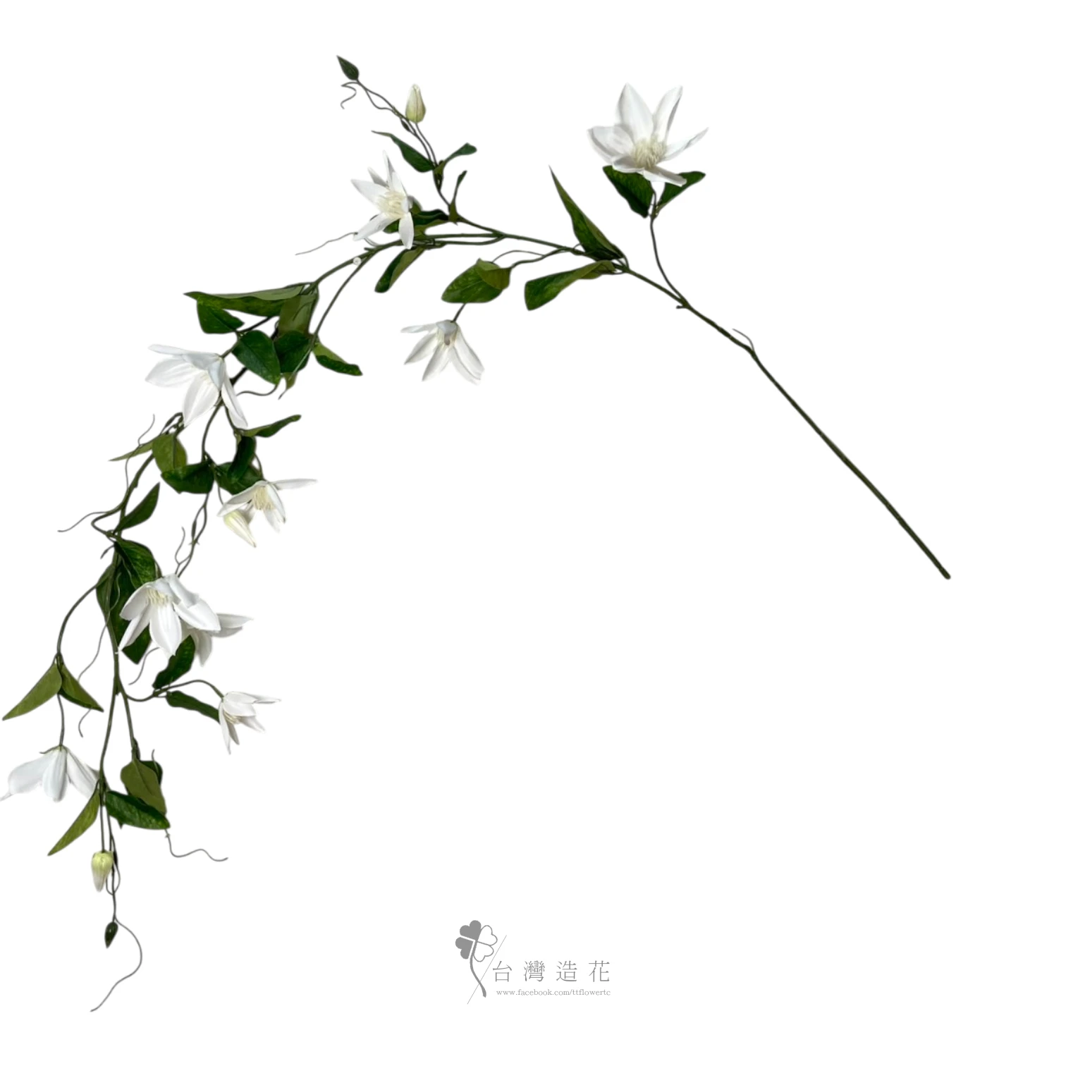 鐵線蓮長條(米白)