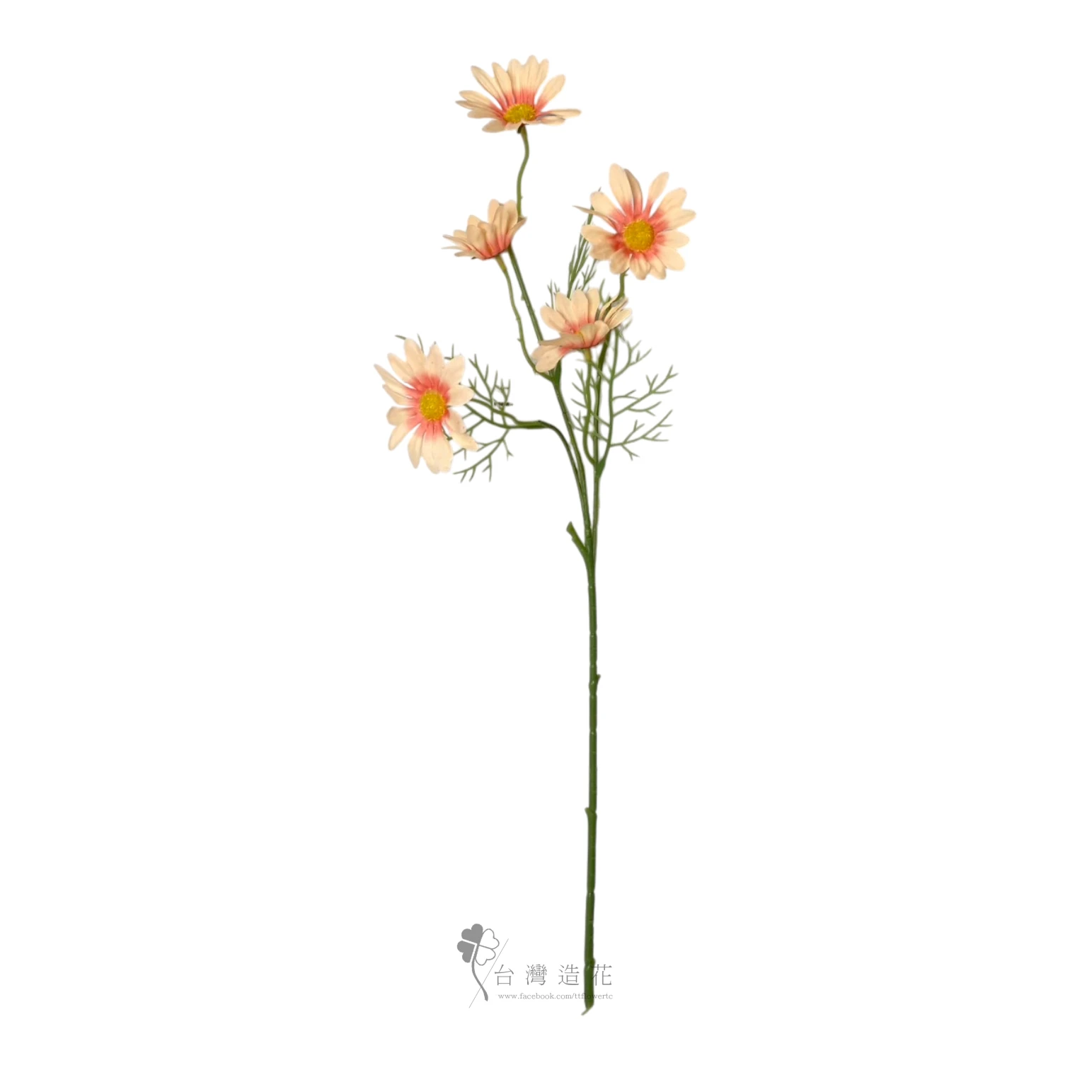 荷蘭小菊(橘)