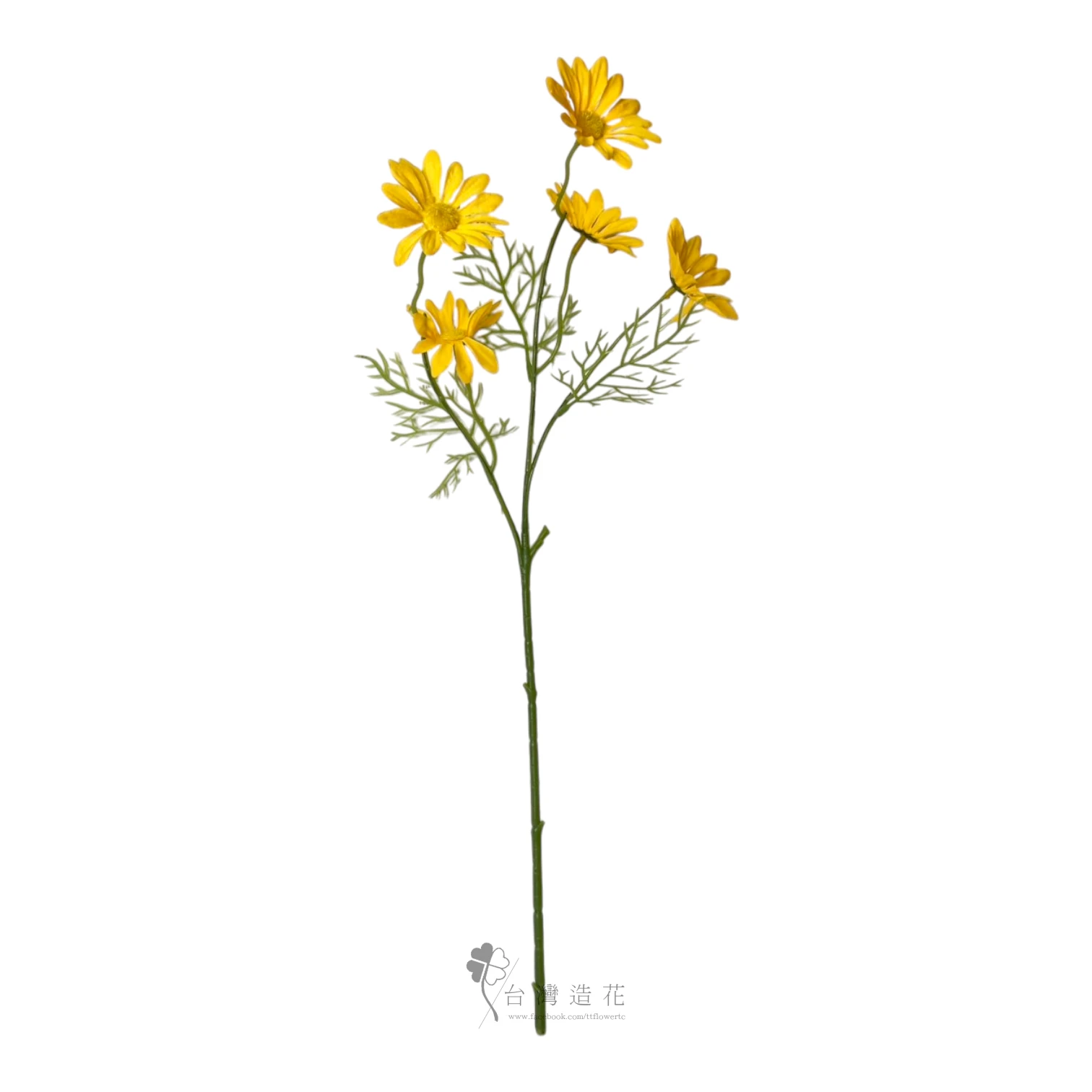 荷蘭小菊(黃)