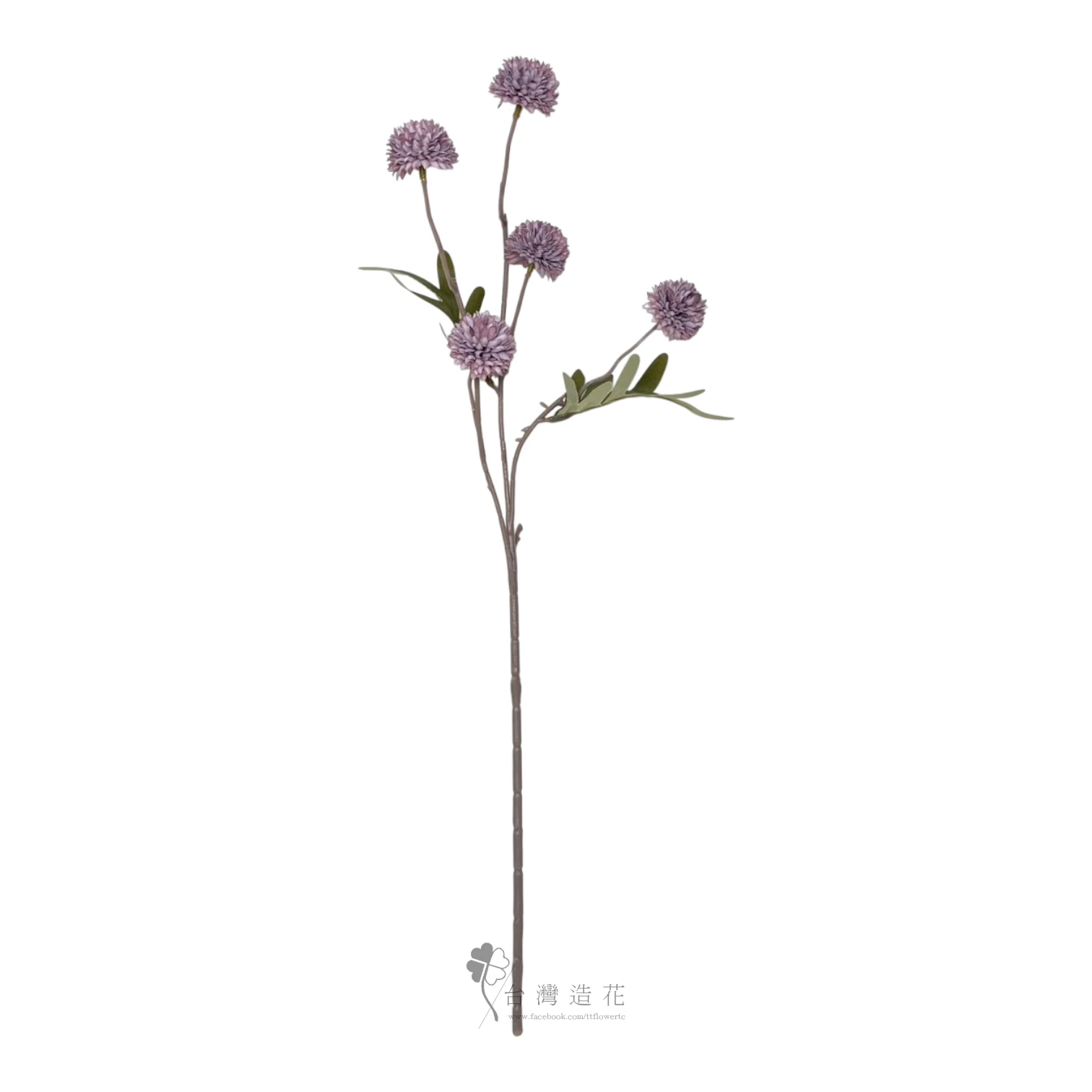 球菊(紫)