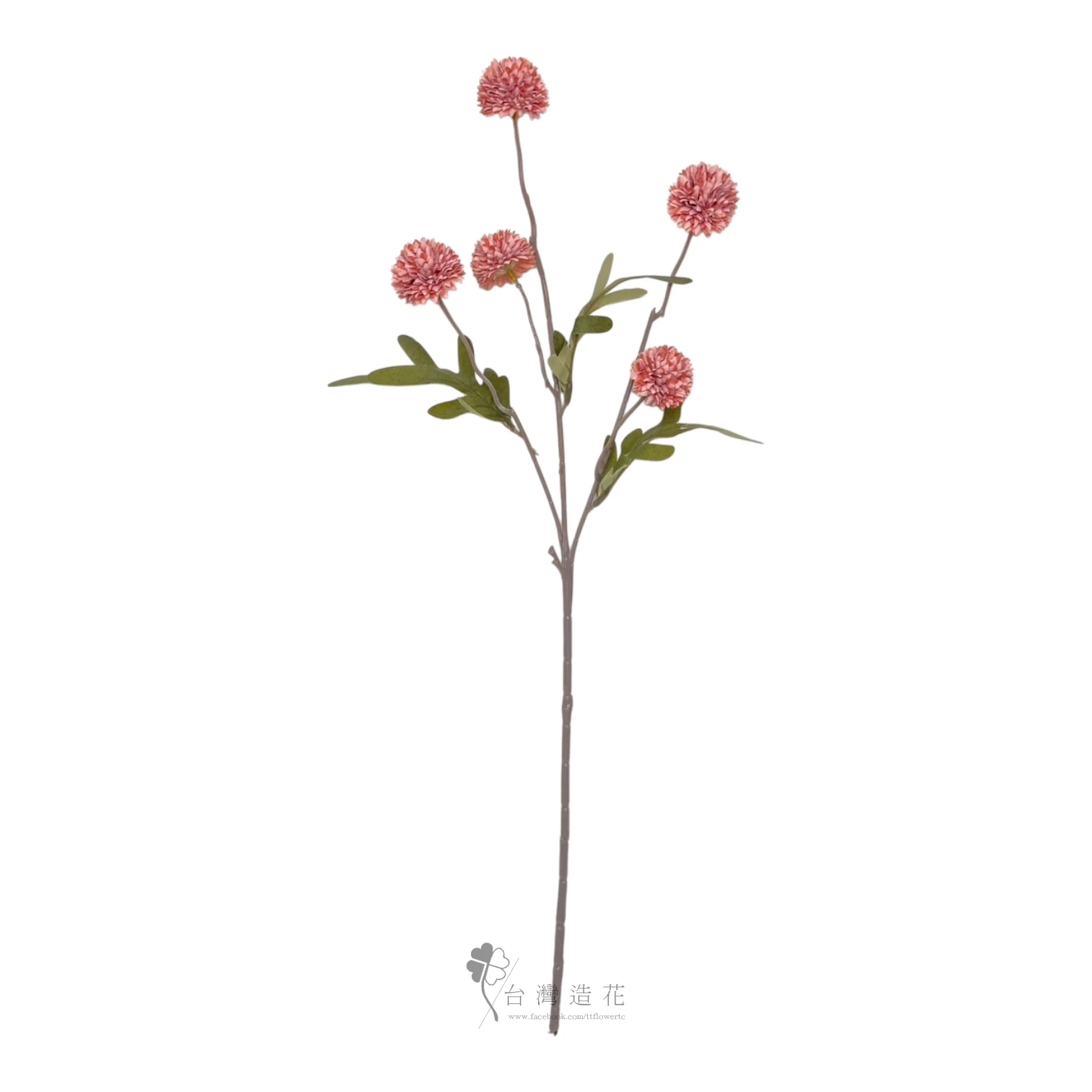 球菊(深粉)
