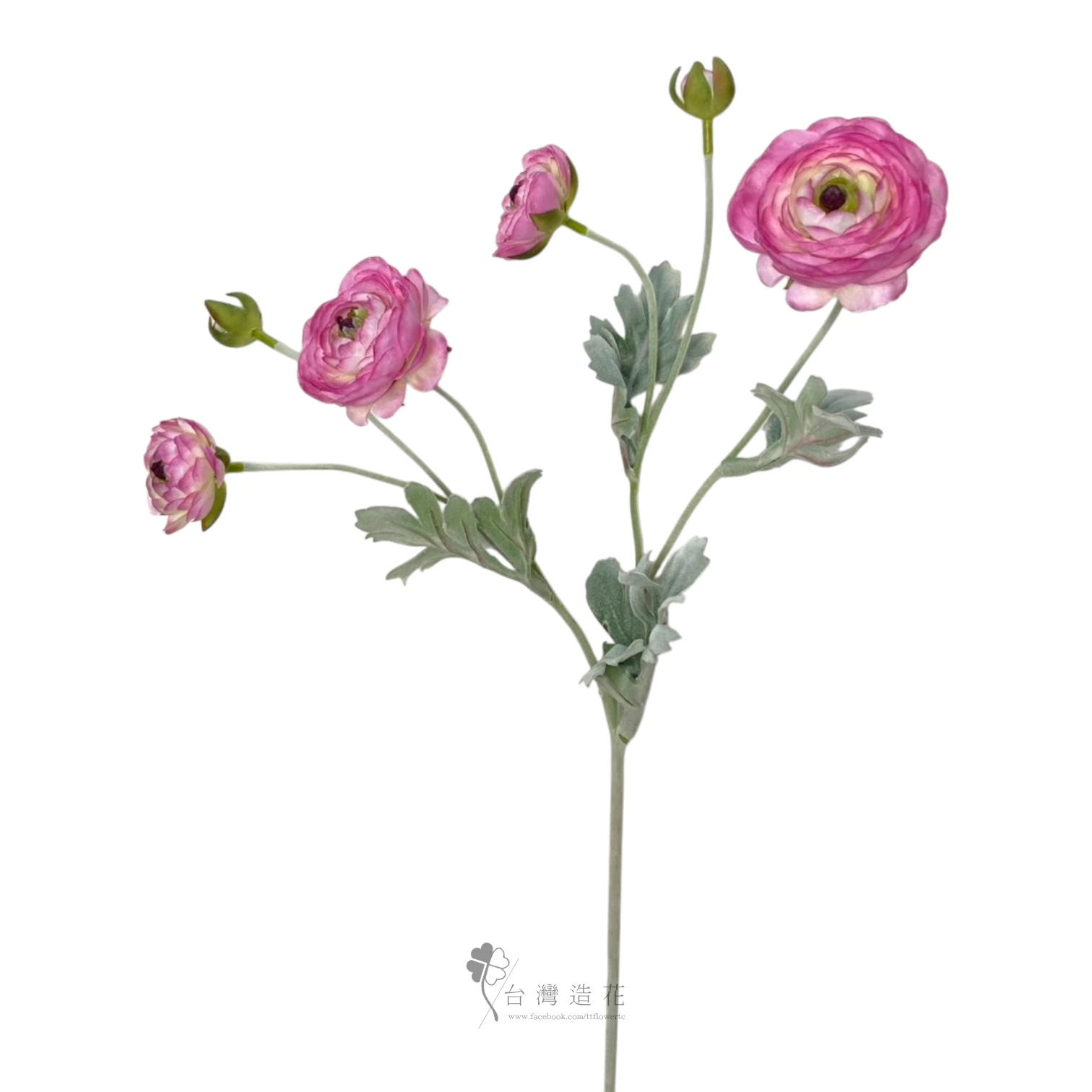 洋牡丹(深粉)