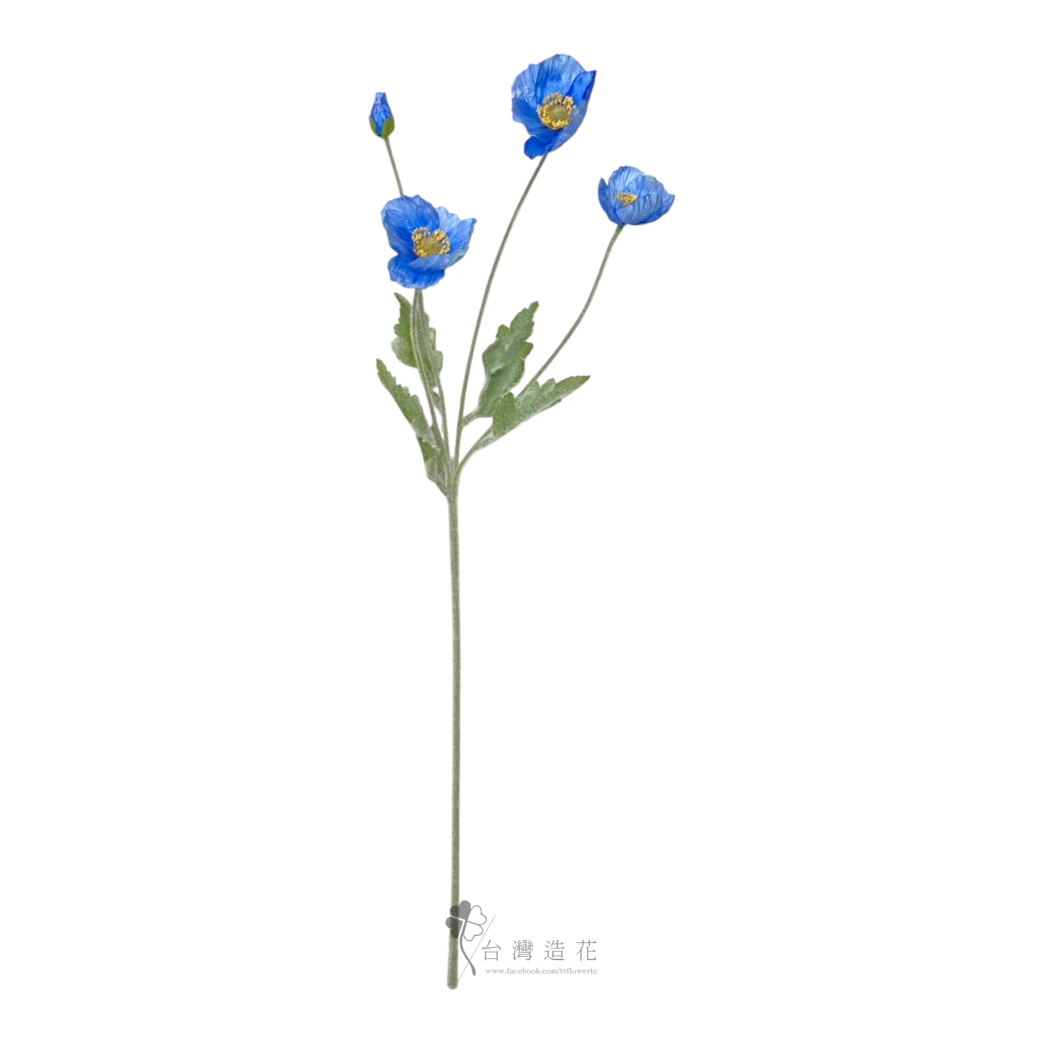 小虞美人(淺藍)