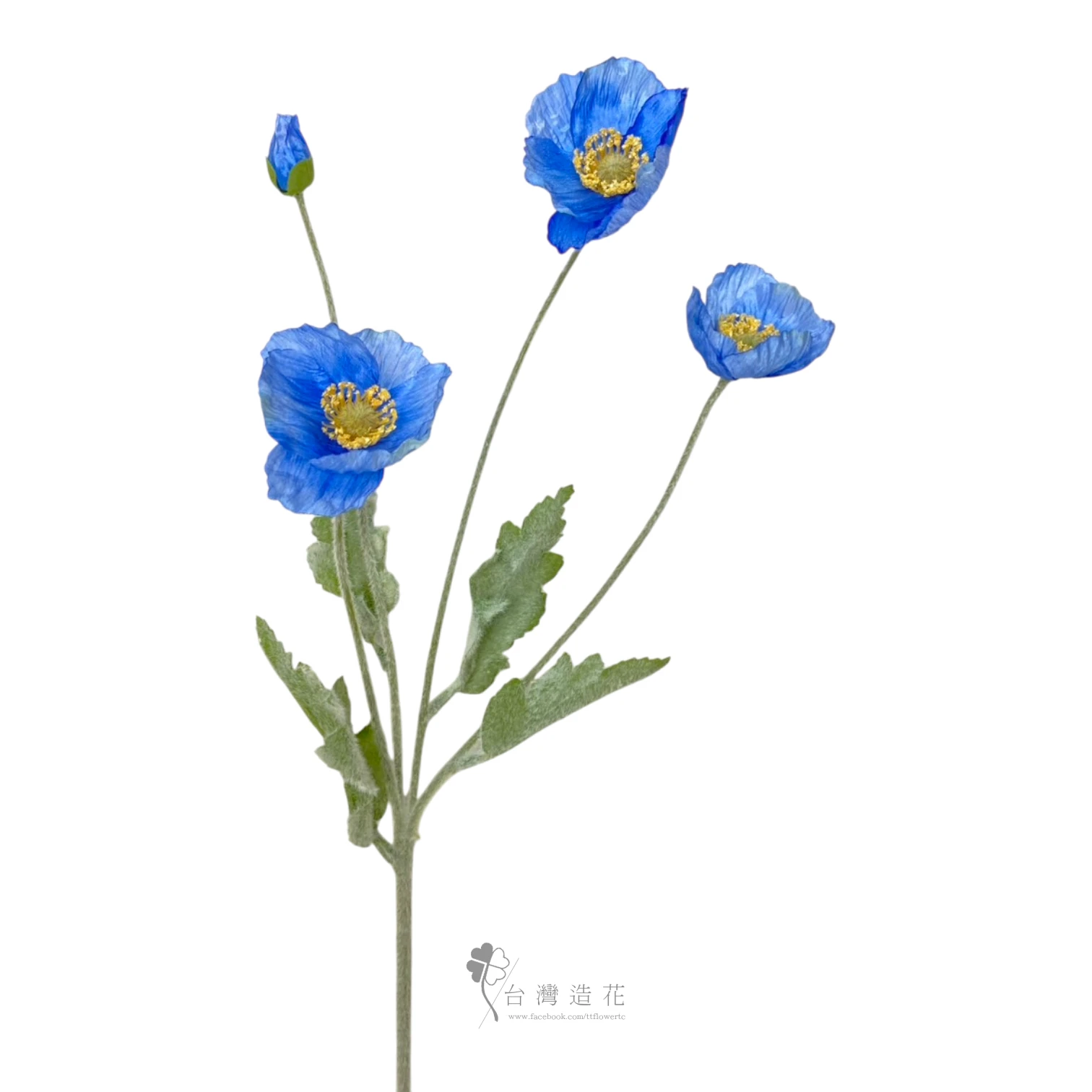 小虞美人(淺藍)