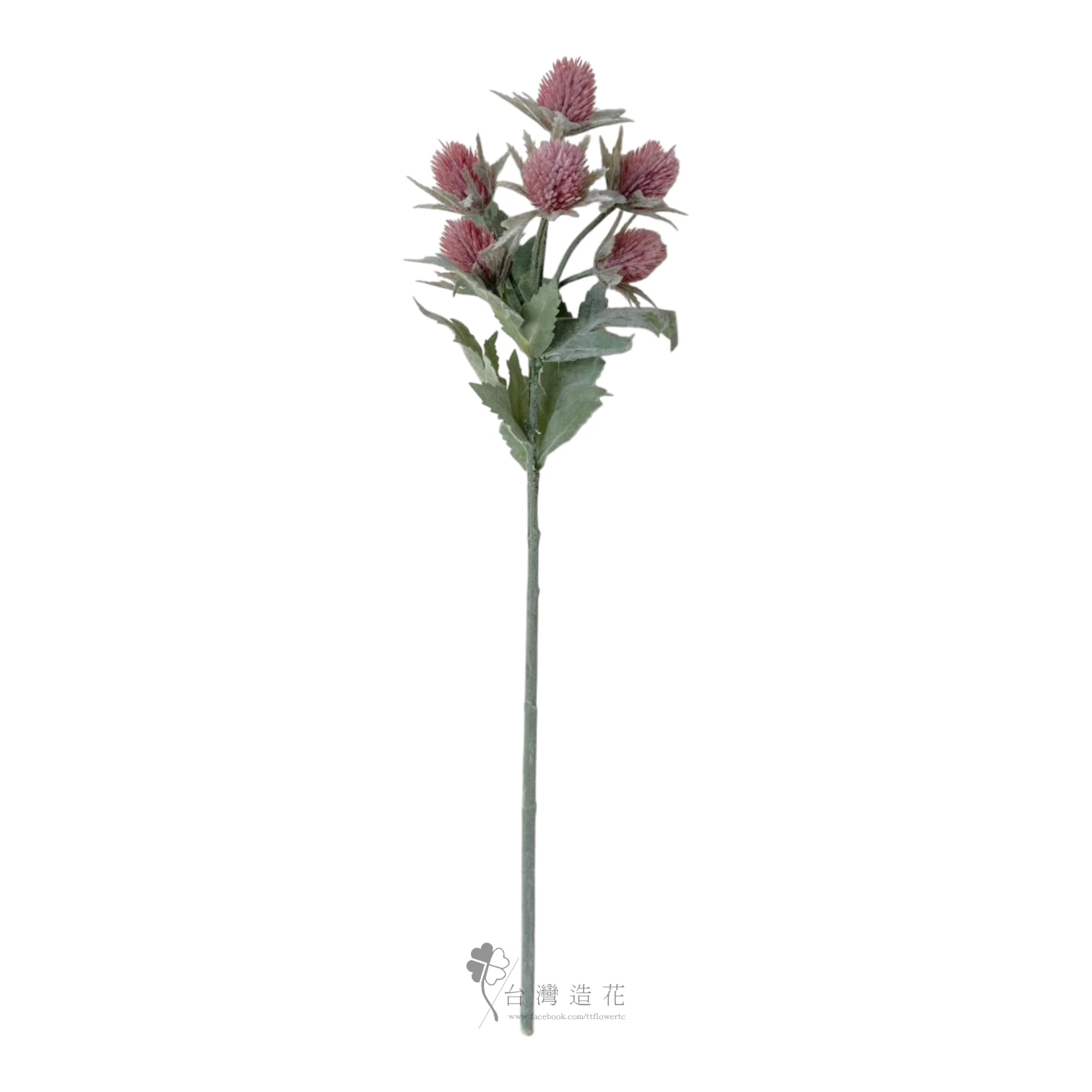刺芹(紅)