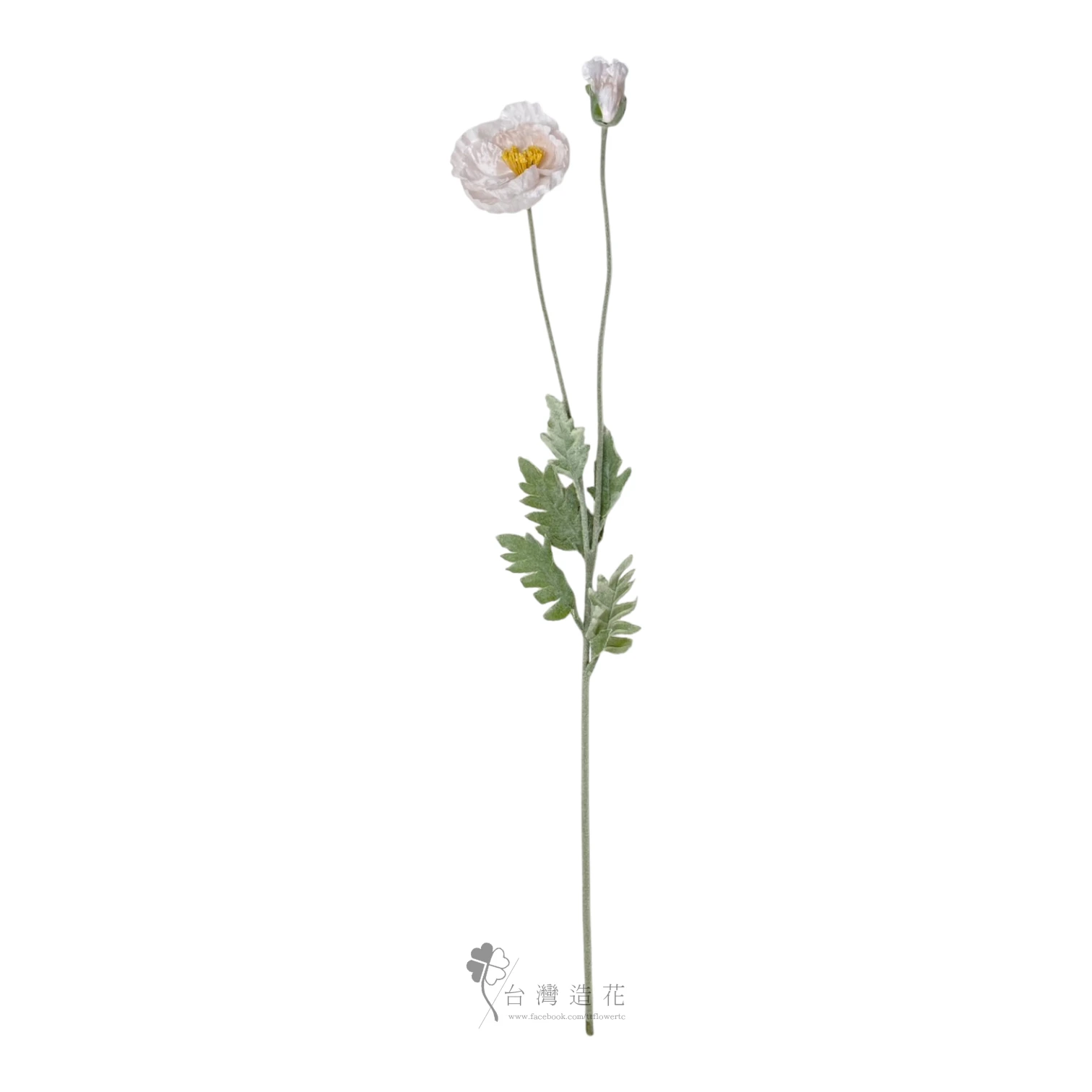 大虞美人(淺粉)