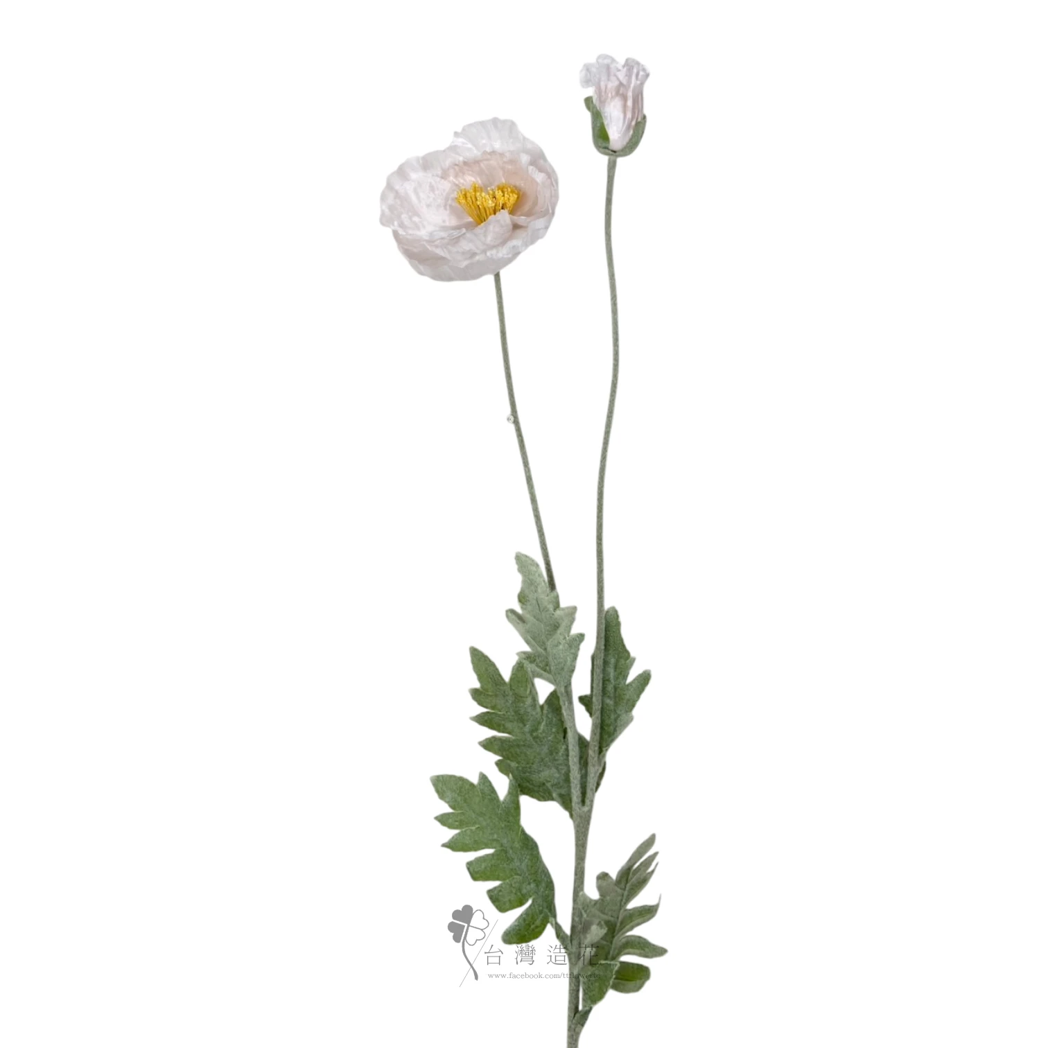 大虞美人(淺粉)