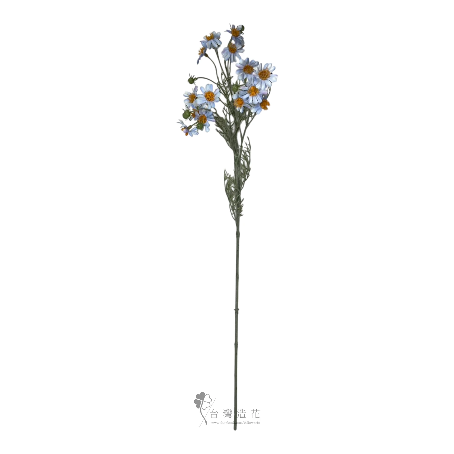 洋甘菊(藍)