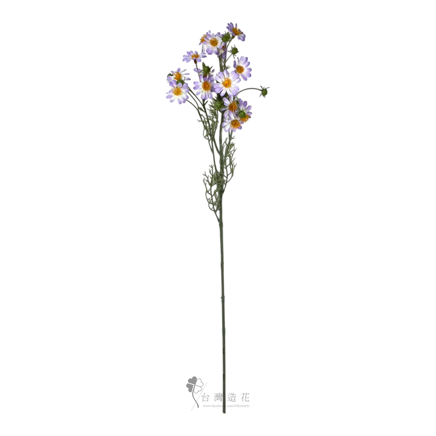 洋甘菊(紫)
