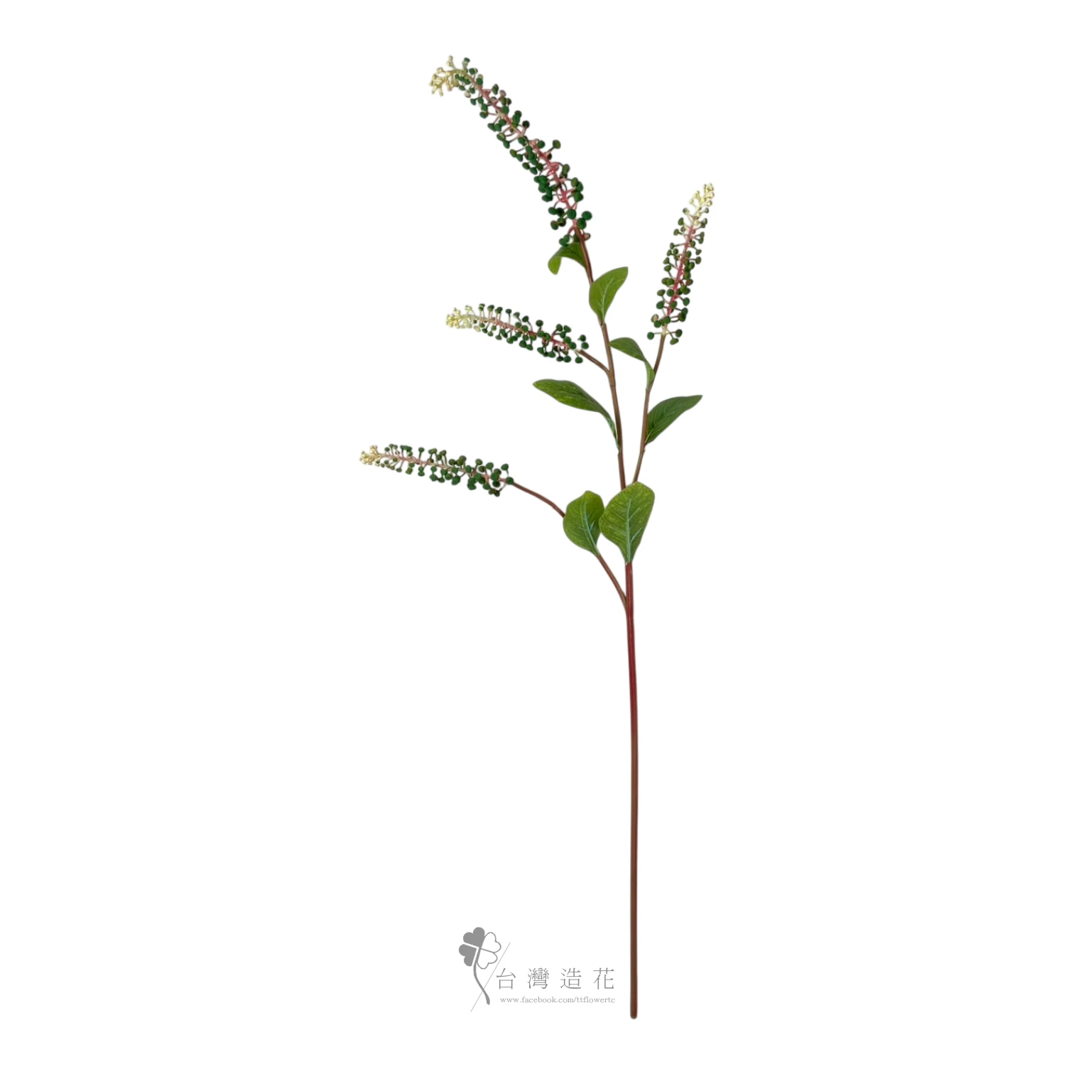 美洲商陸(米白)