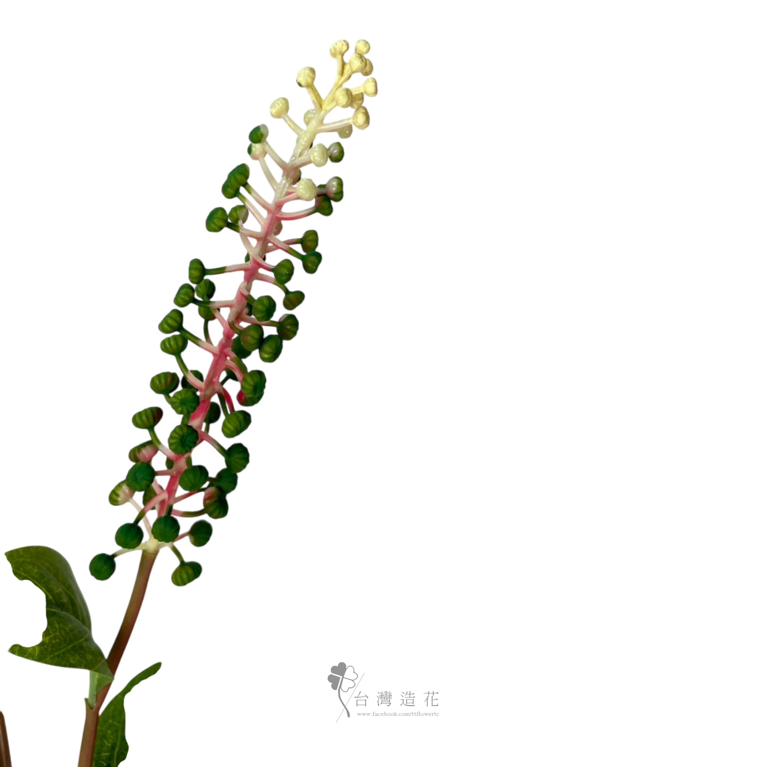 美洲商陸(米白)