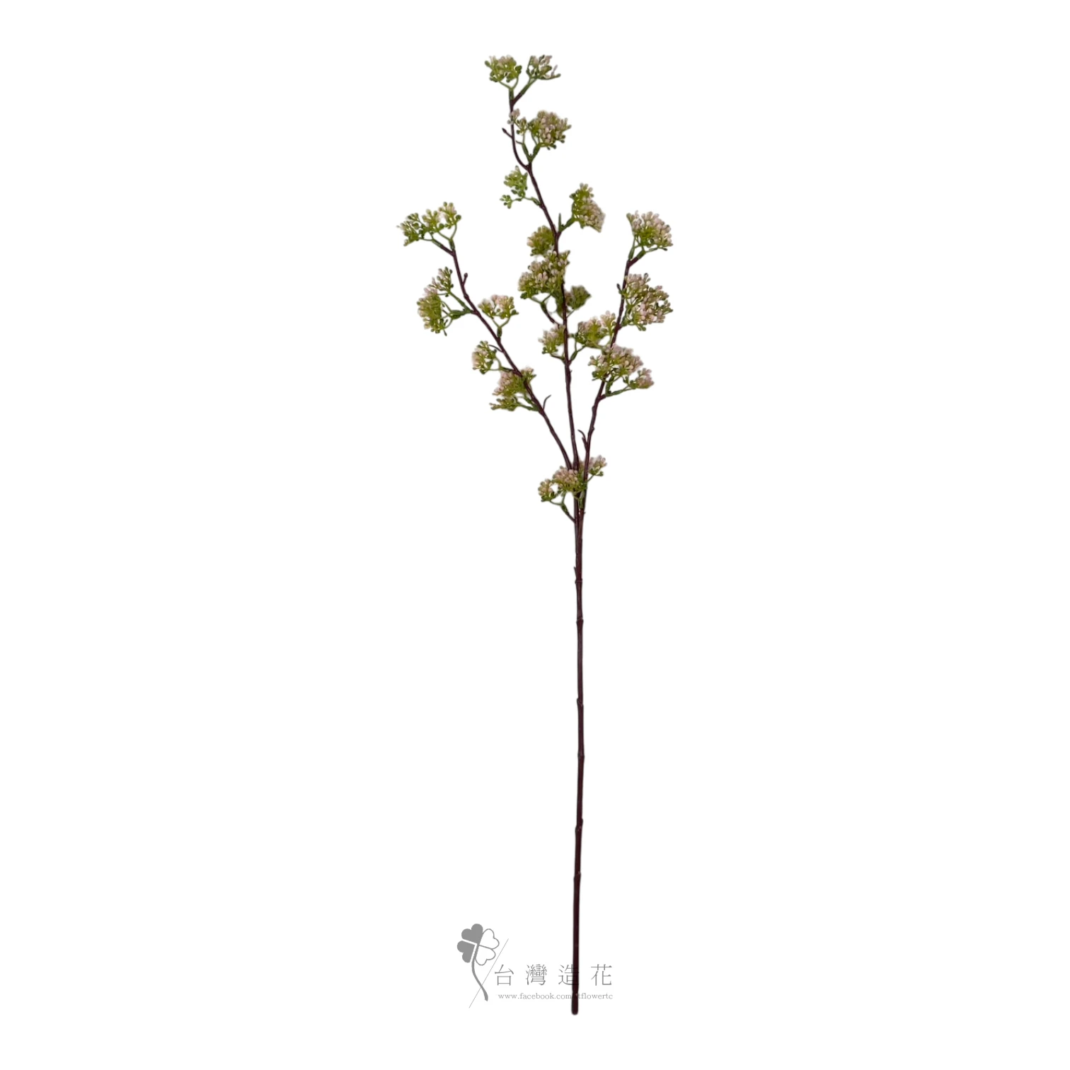 3叉珍珠果(粉)
