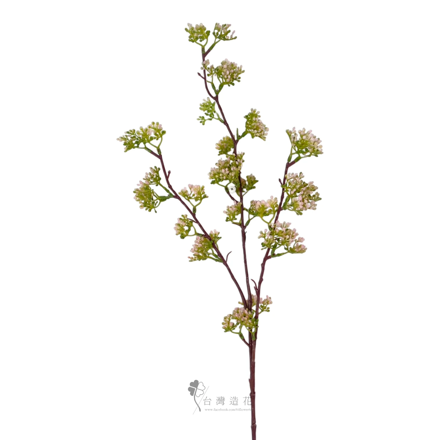3叉珍珠果(粉)