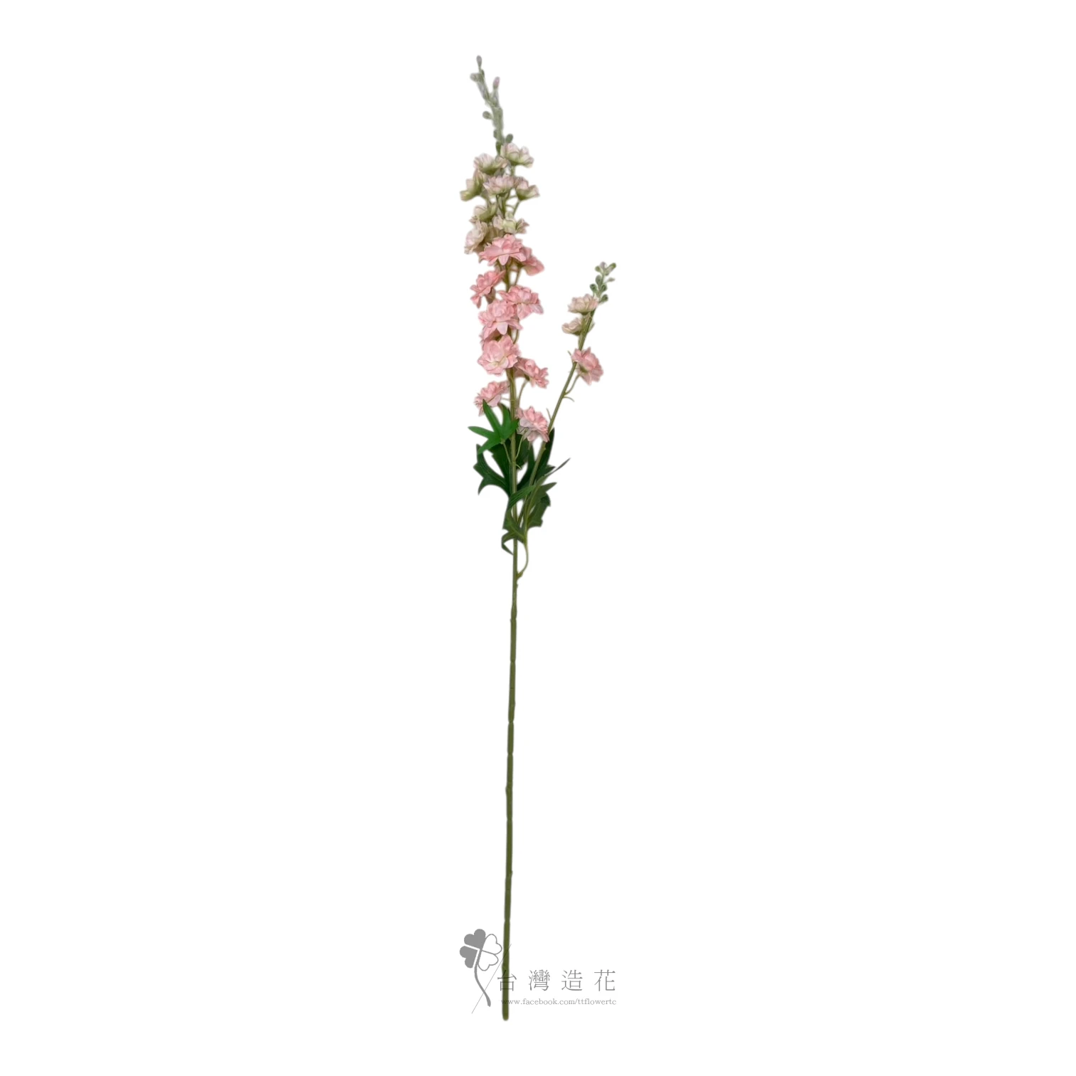 飛燕草(粉)