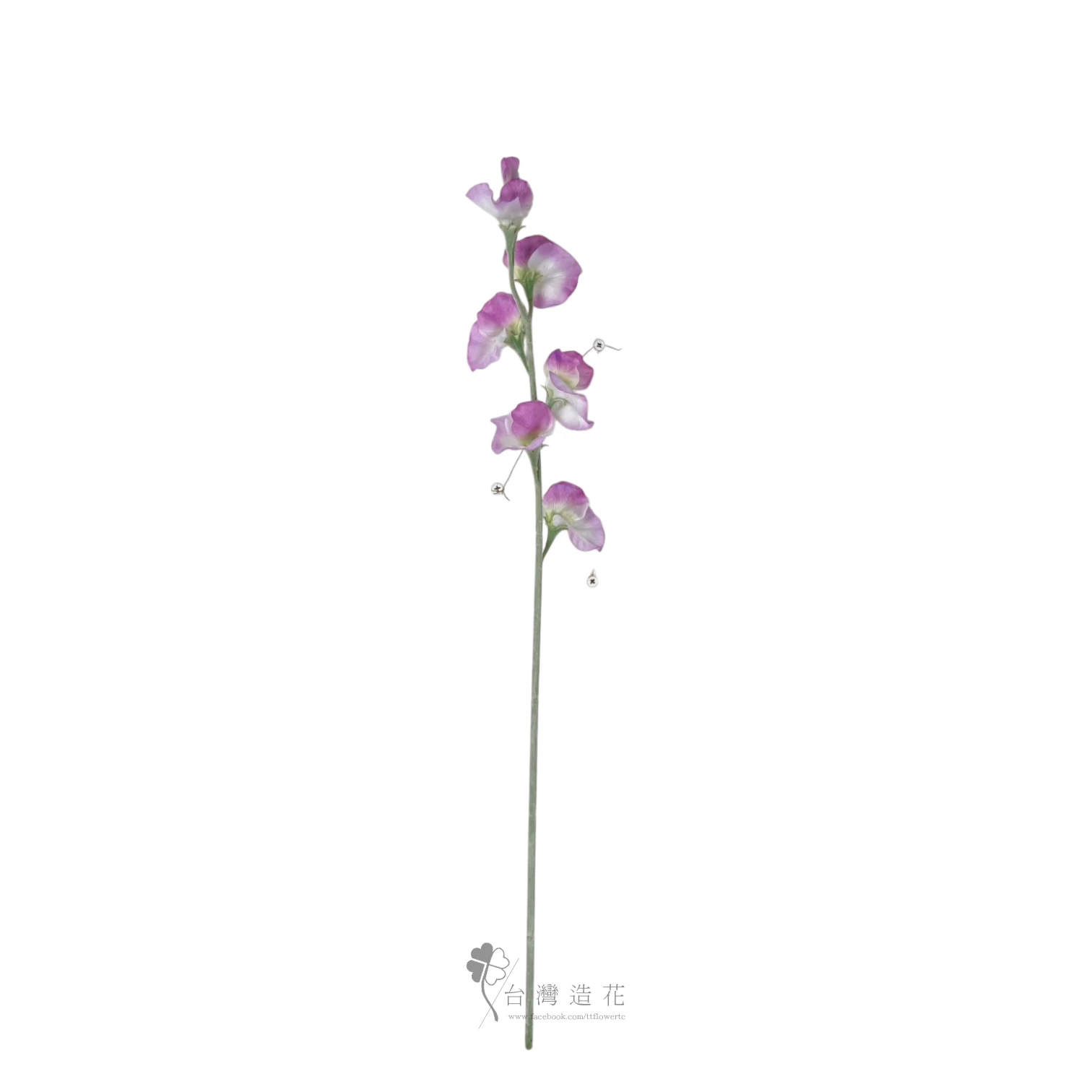 香碗豆花(淺紫紅)