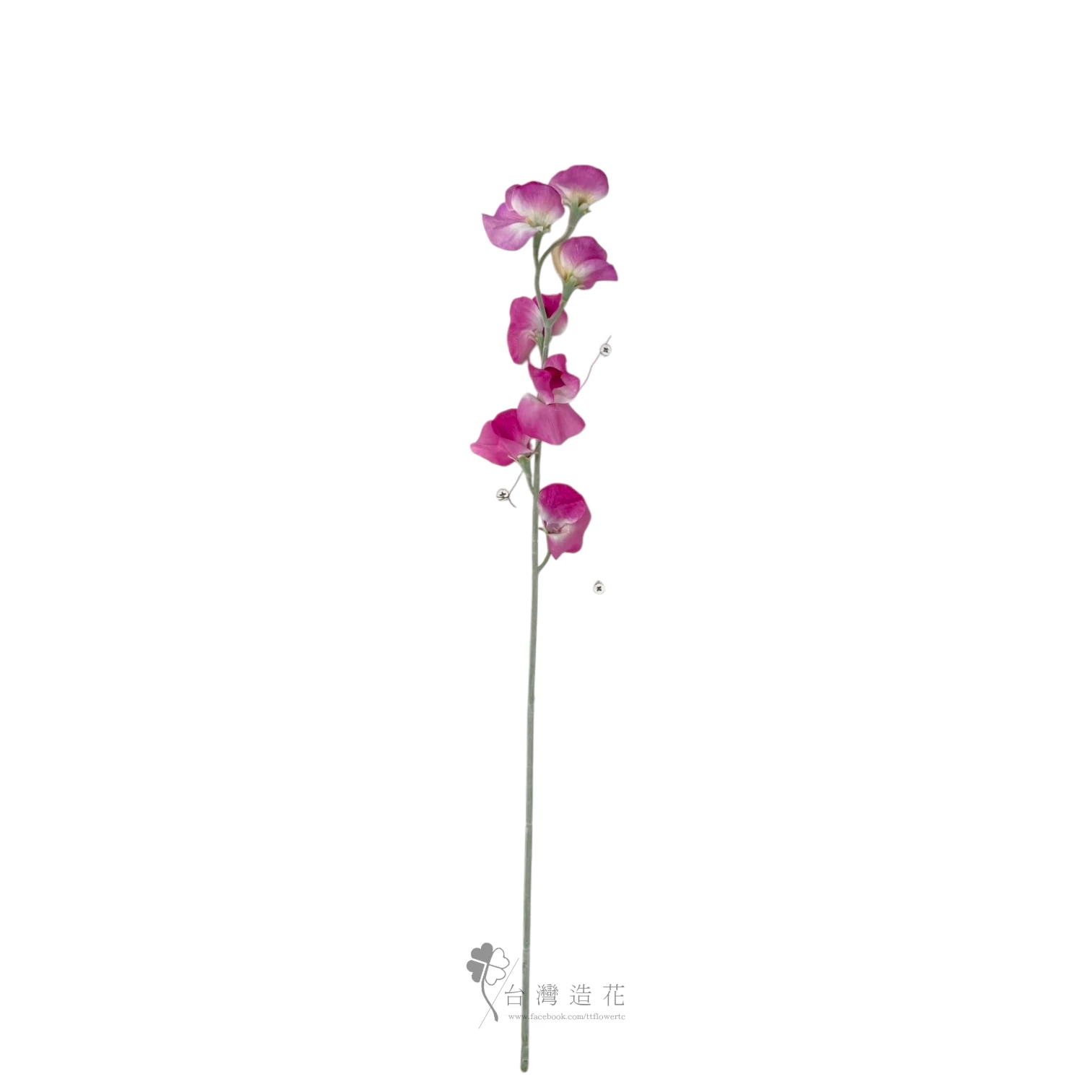 香碗豆花(深紫紅)