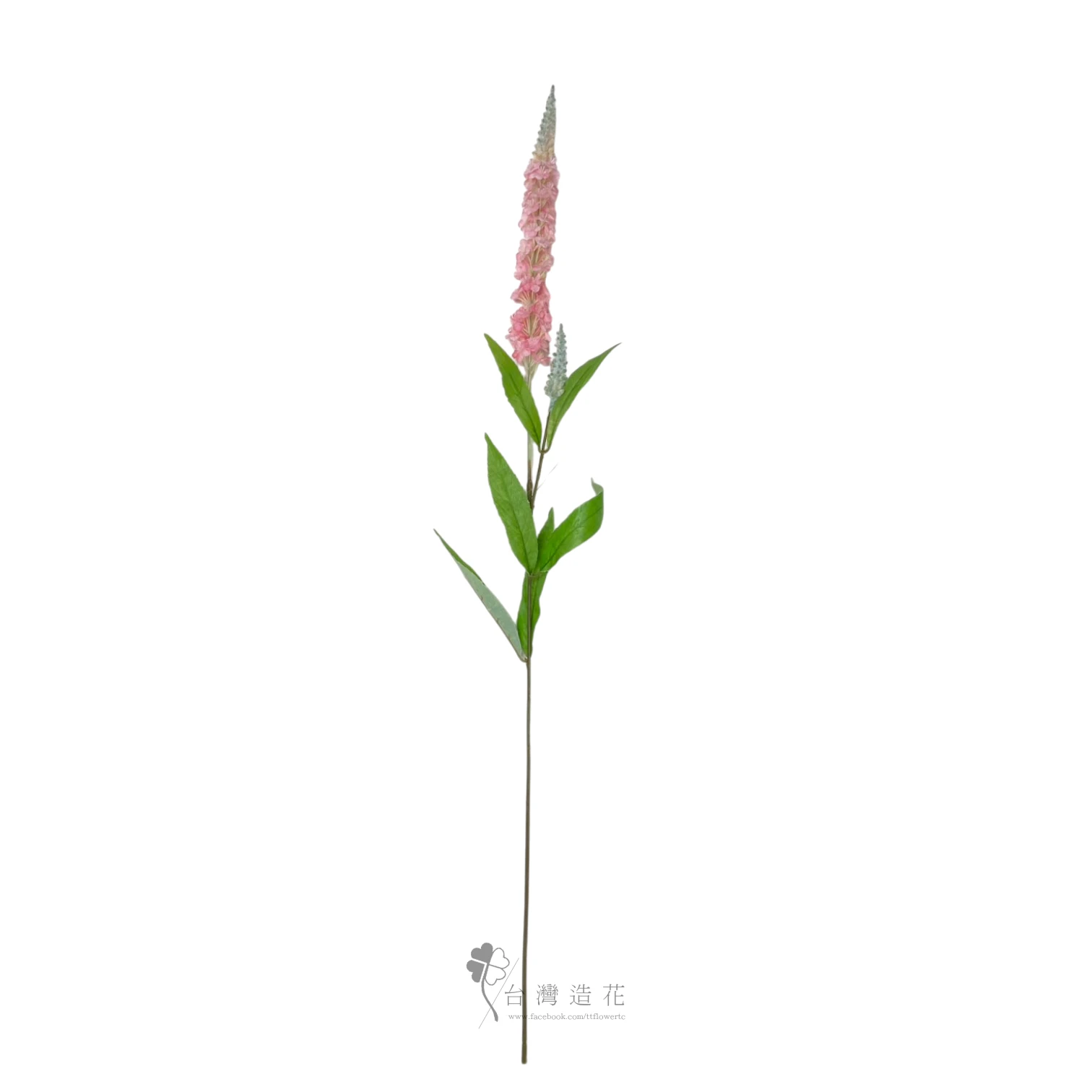 A狗尾草(粉)