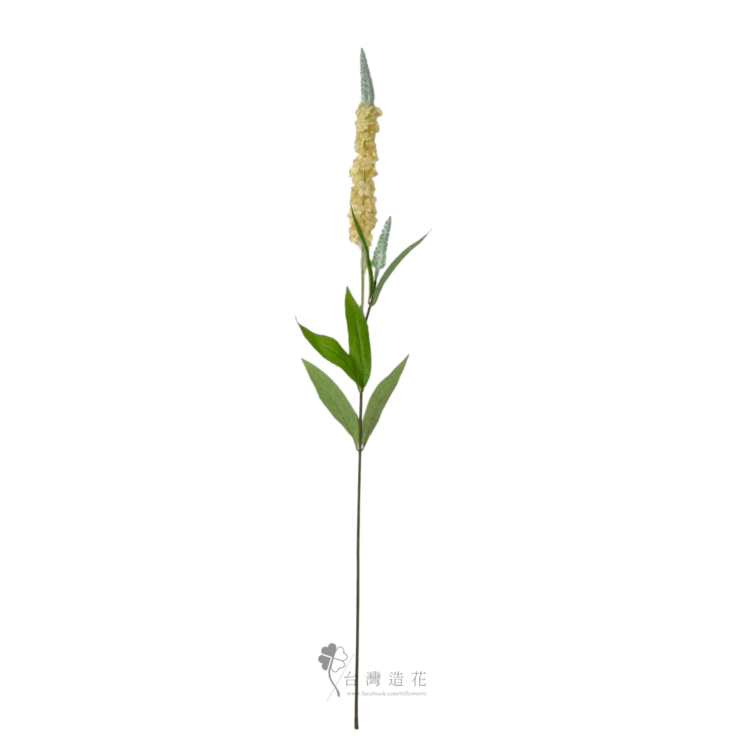 A狗尾草(黃)