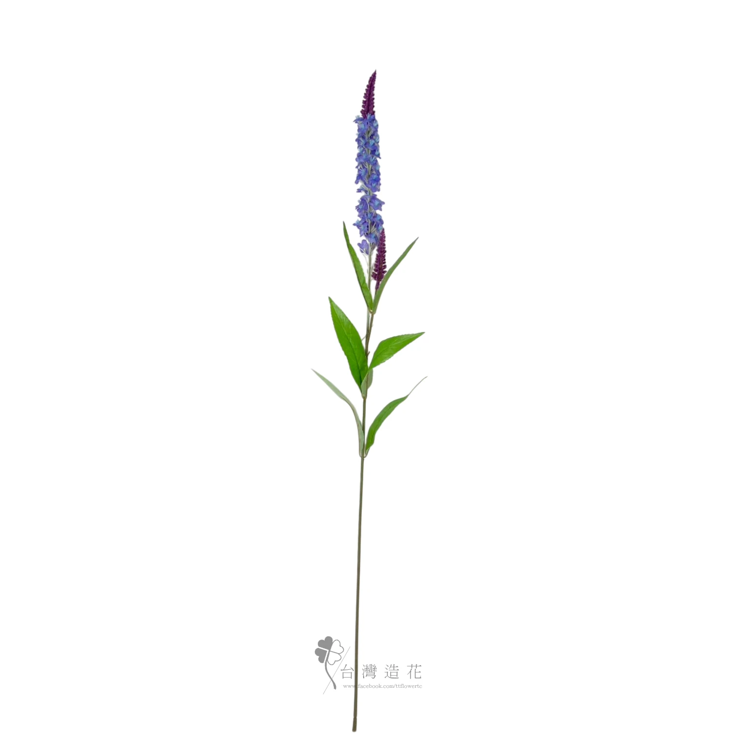 A狗尾草(紫藍)