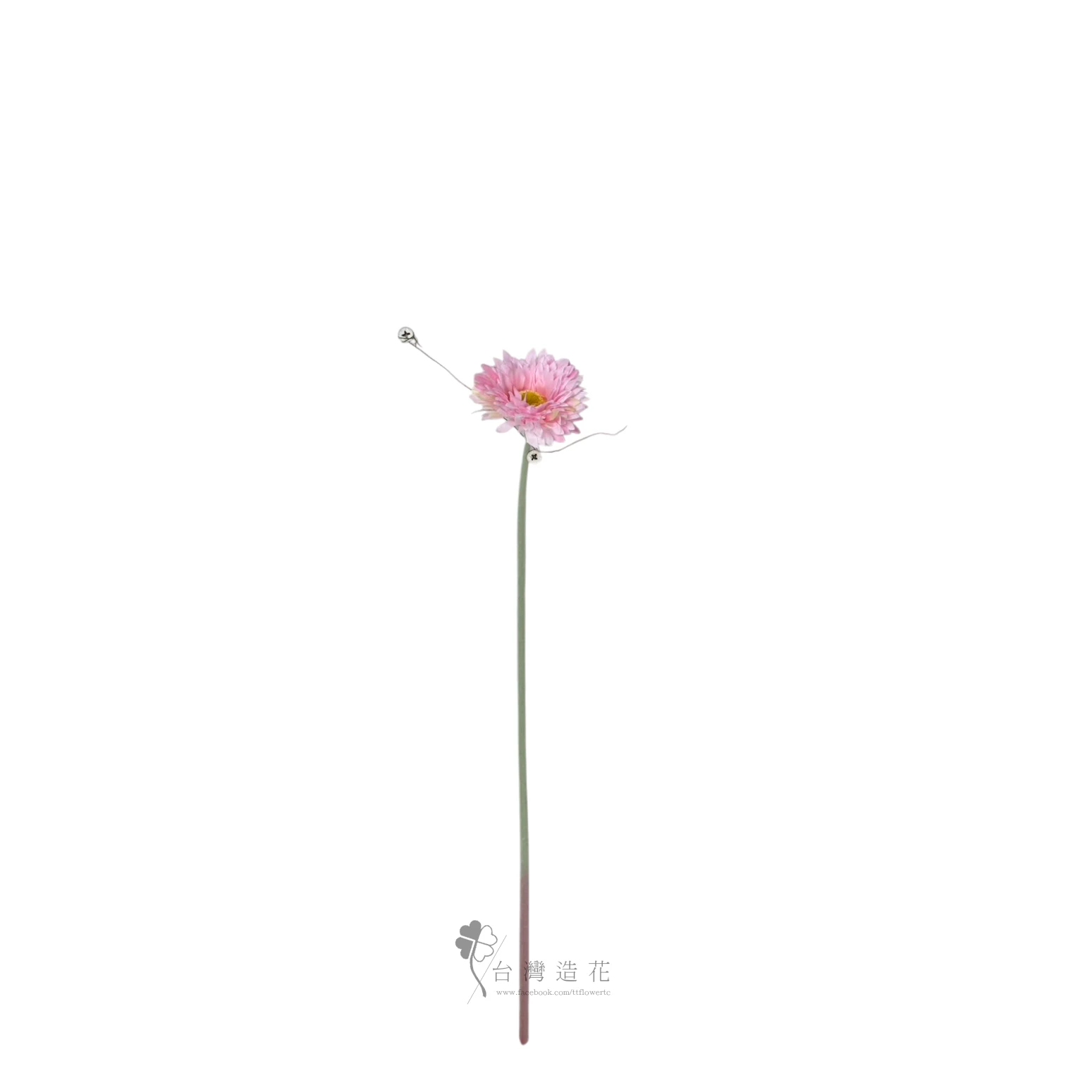 單支非洲菊(粉)