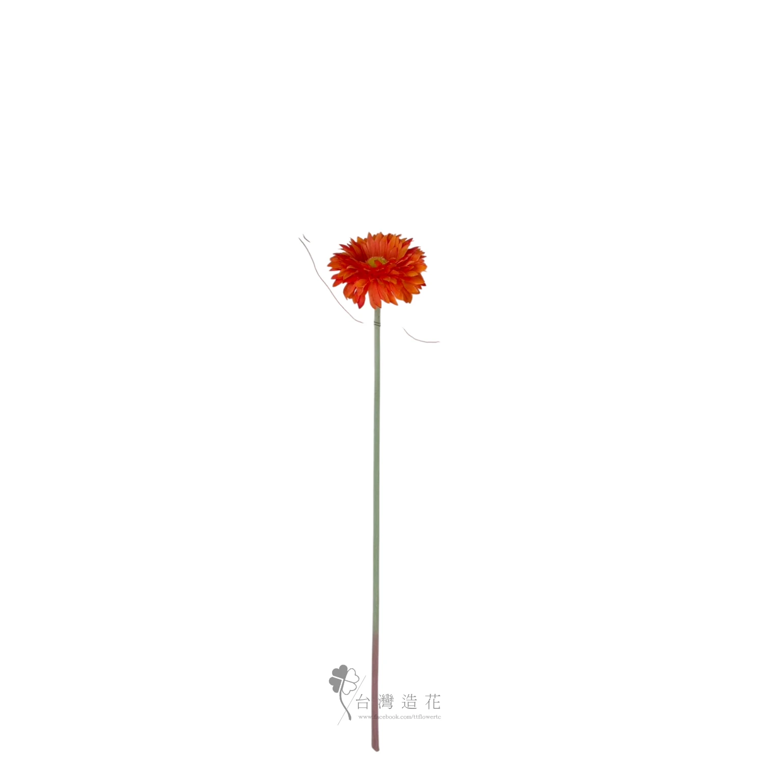 單支非洲菊(深橘)