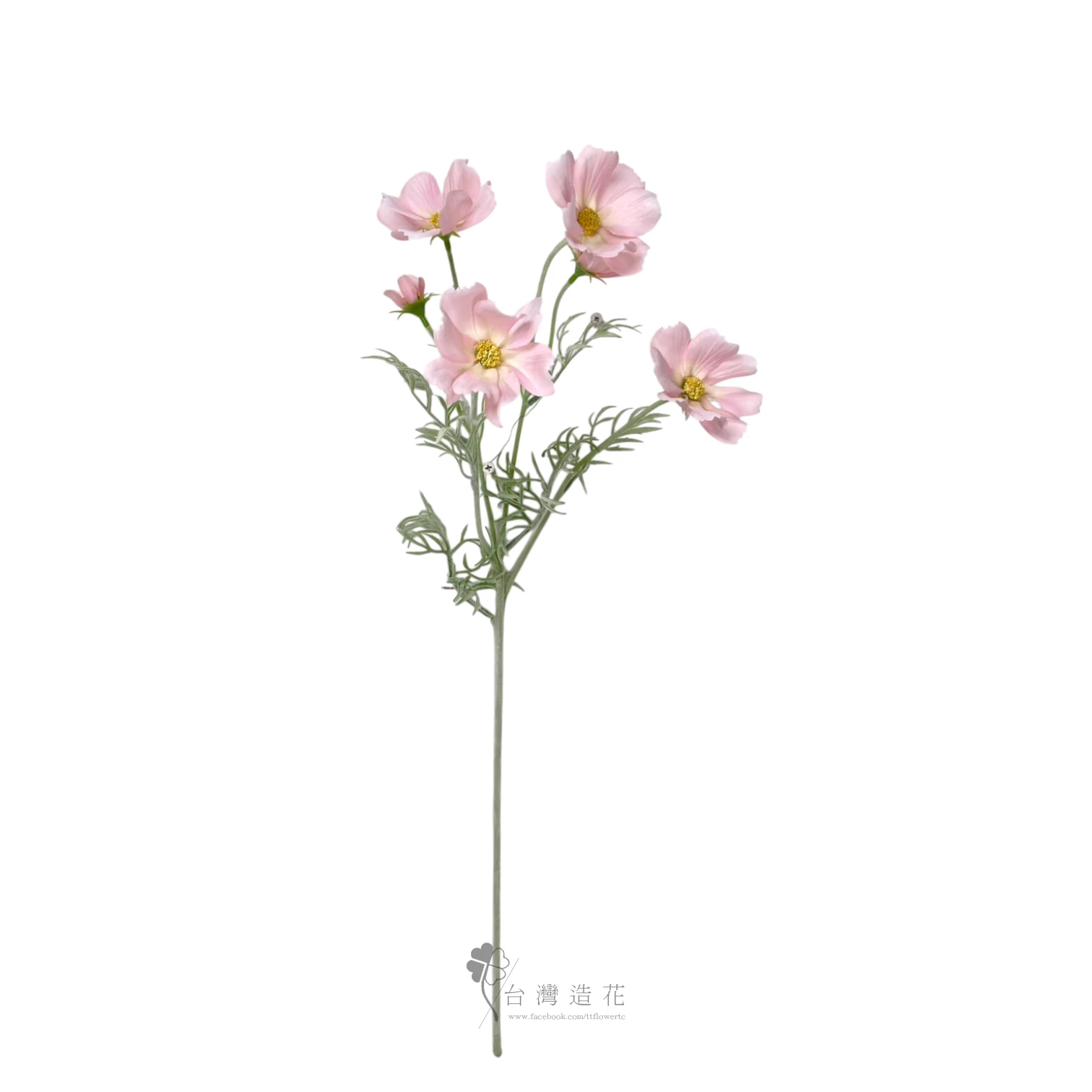 秋英波斯菊(粉)