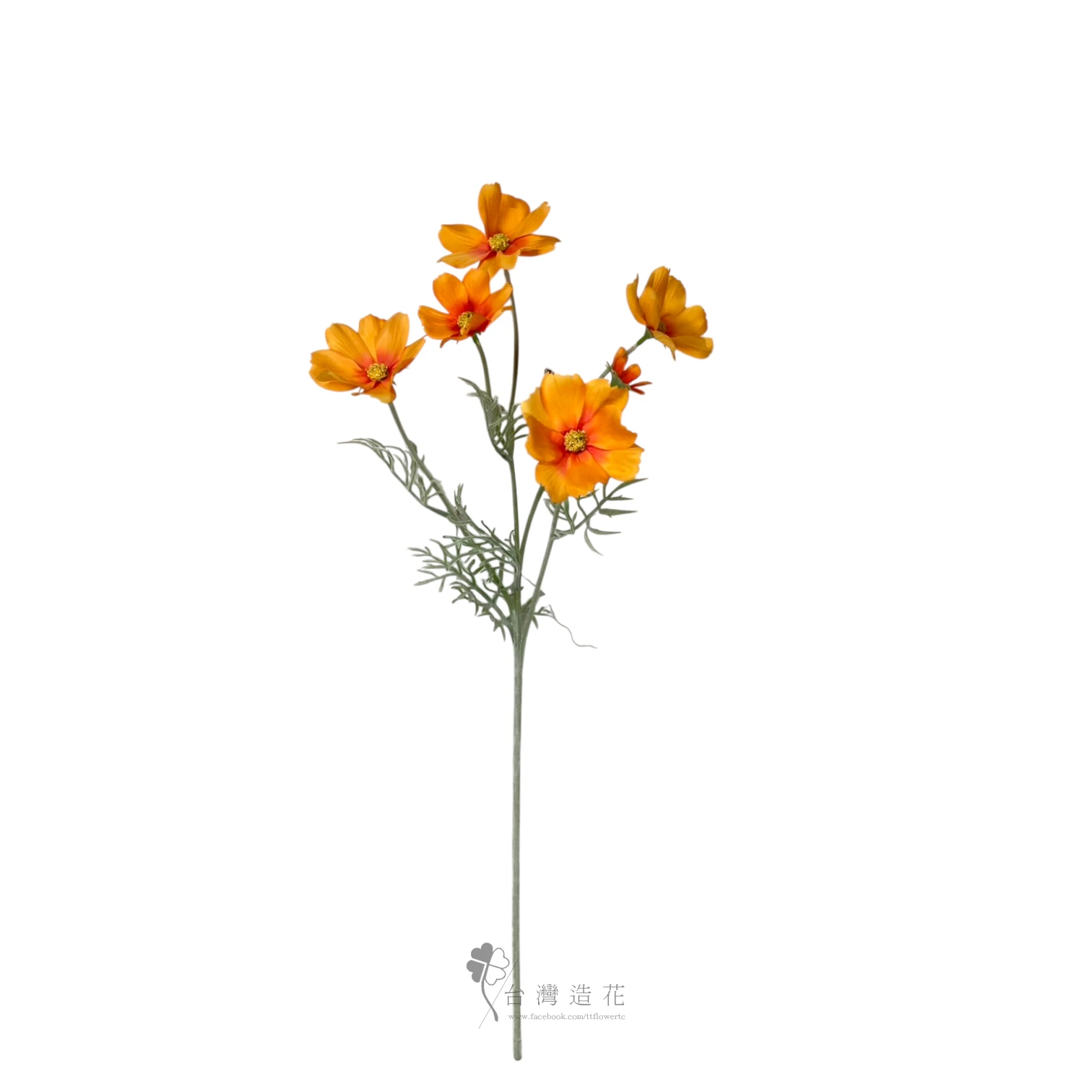 秋英波斯菊(橘)