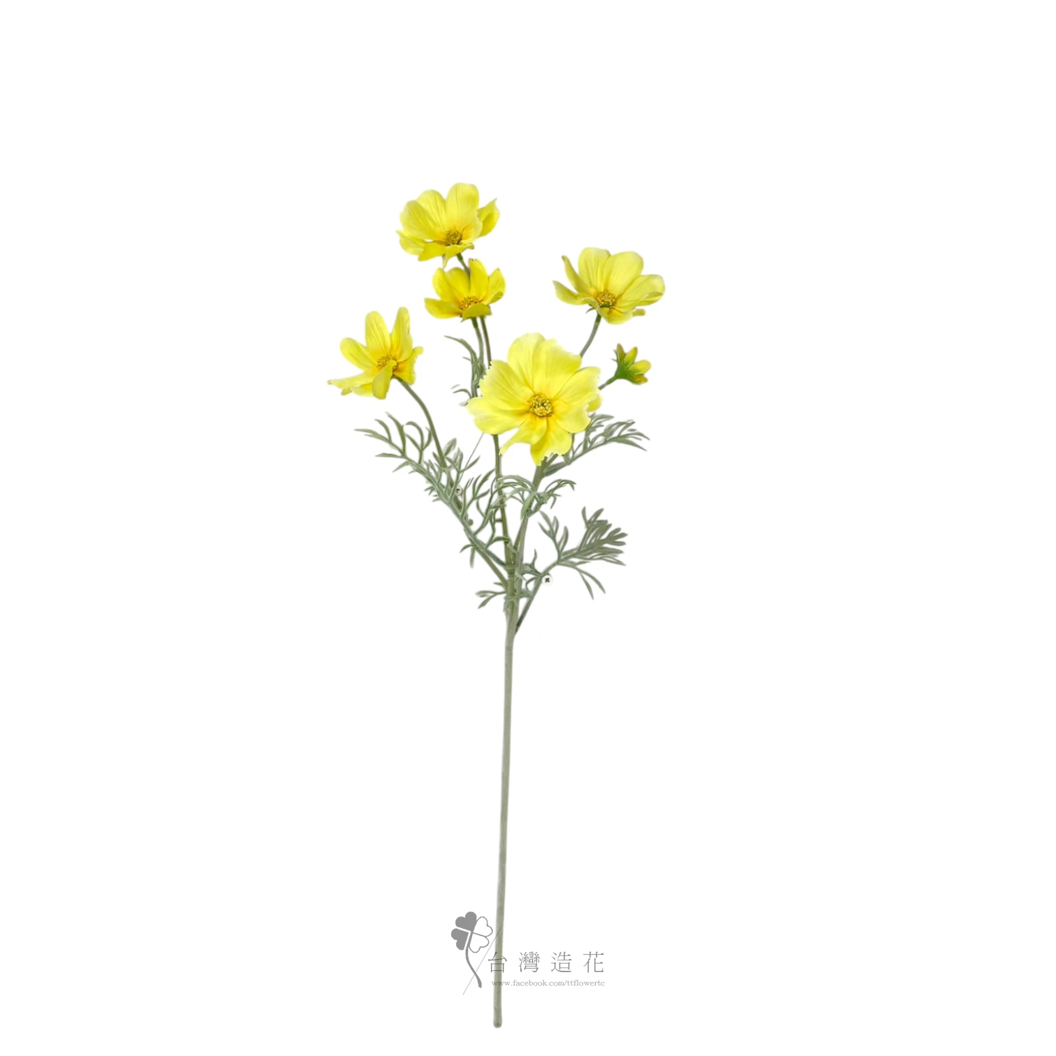 秋英波斯菊(黃)