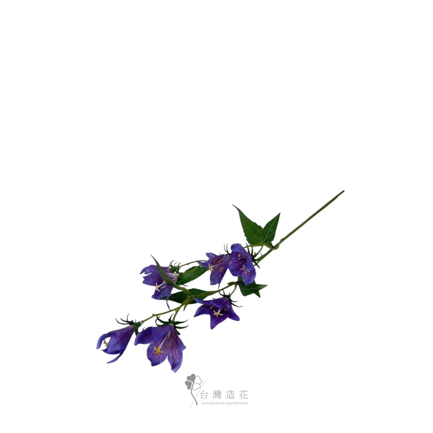 星脈桔梗(紫)