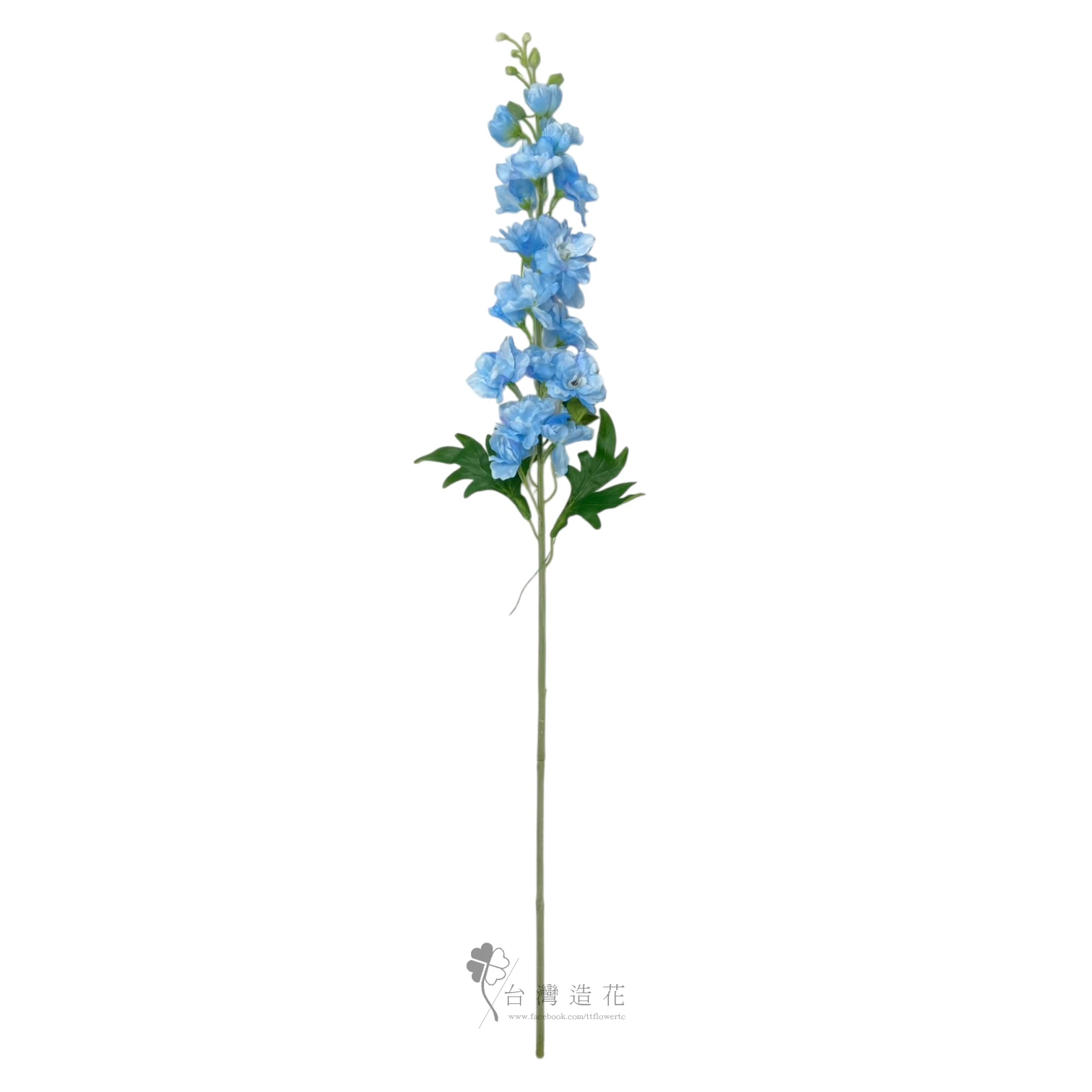 大花飛燕草(藍)