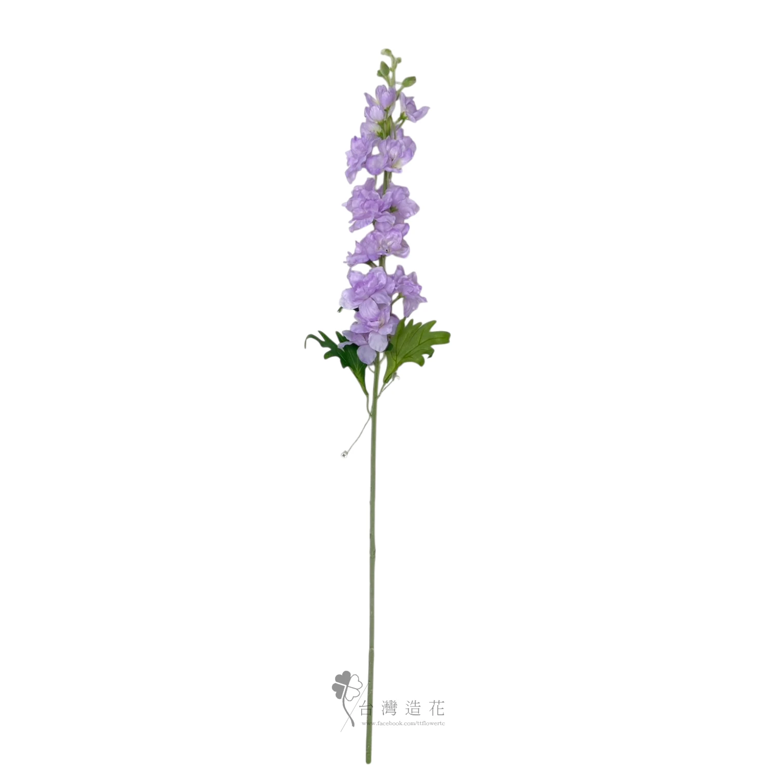 大花飛燕草(紫)