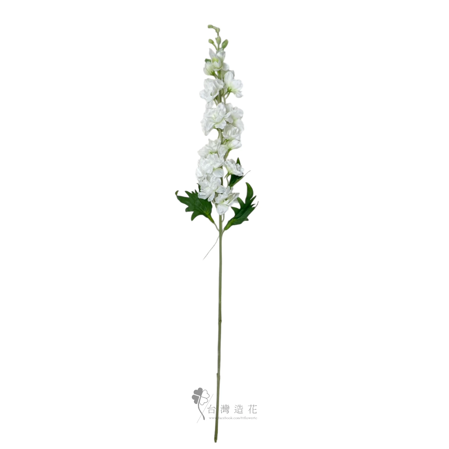 大花飛燕草(白)