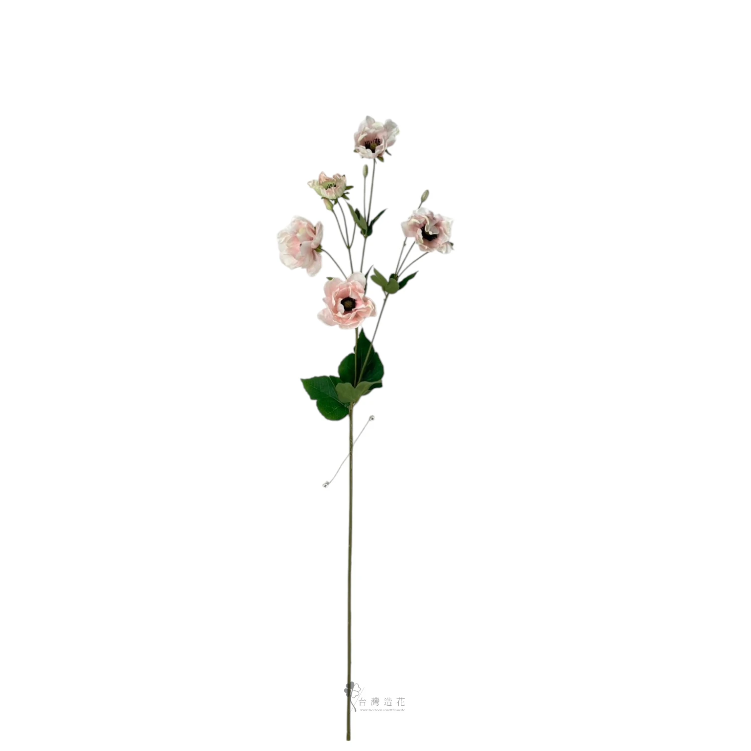 歐洲銀蓮花(粉)