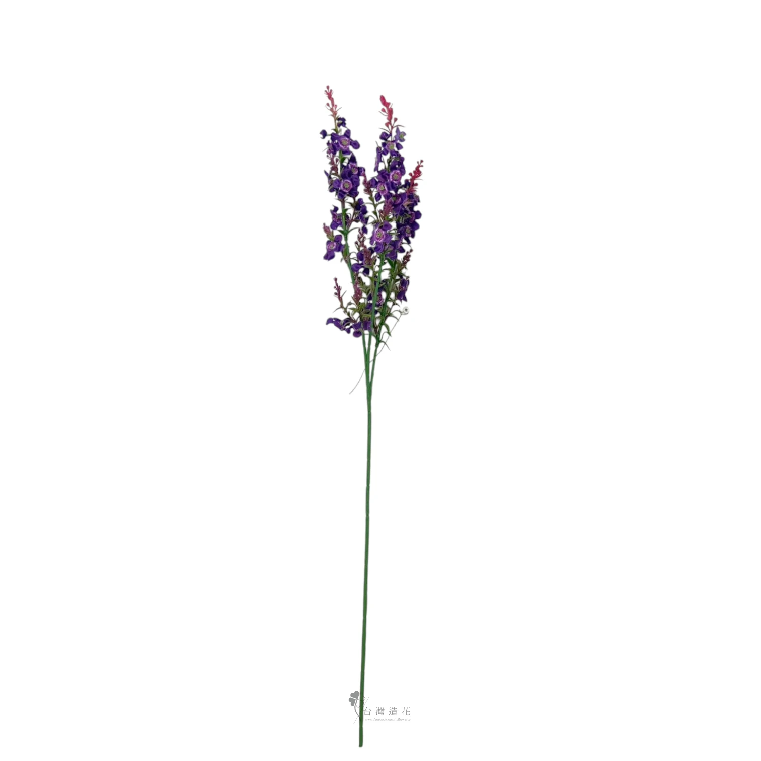 天使花(紫)