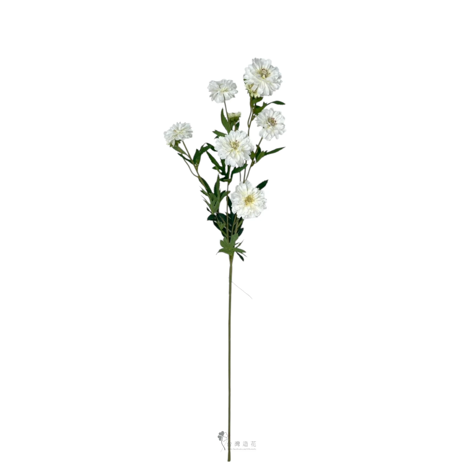 百日菊(米白)