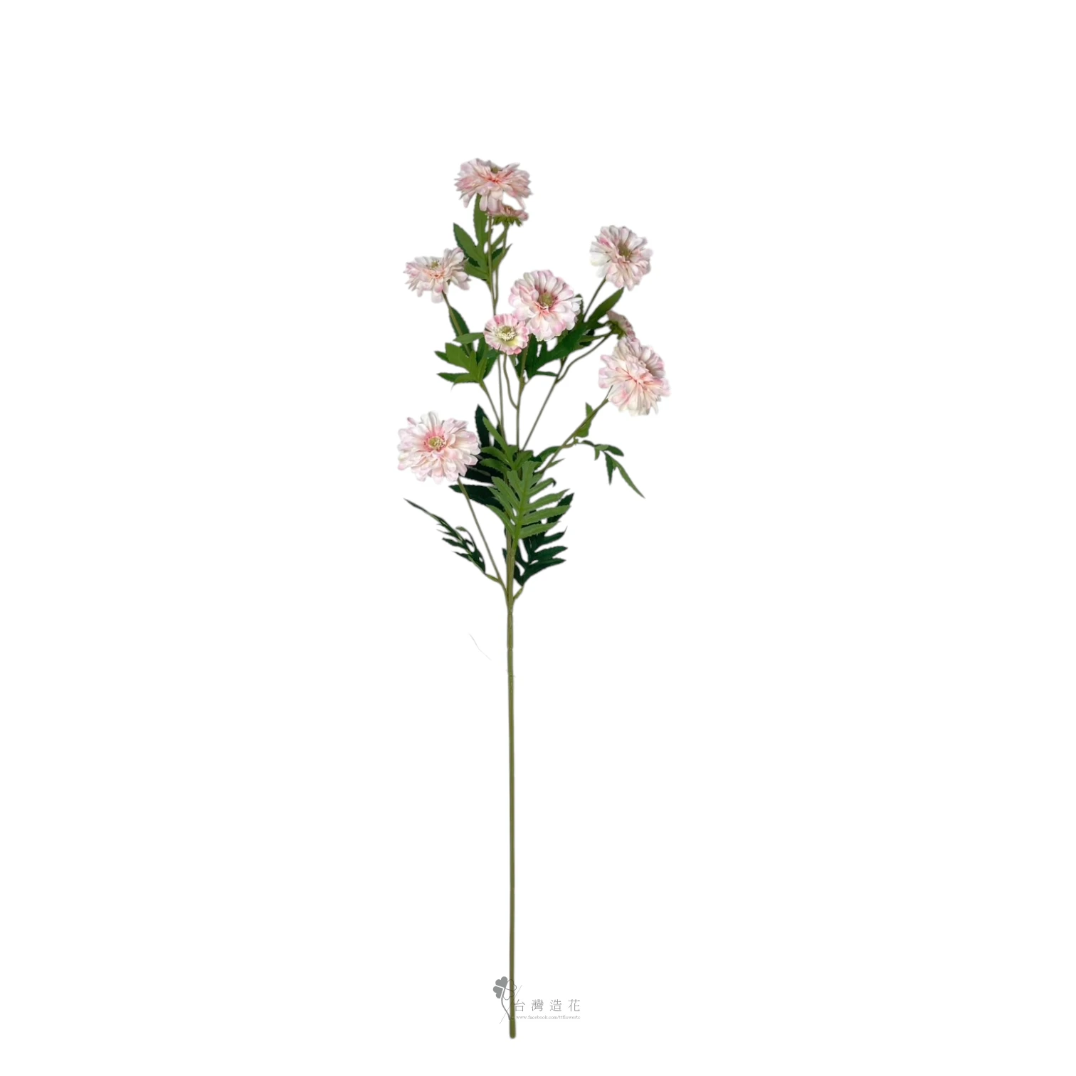百日菊(淺粉)