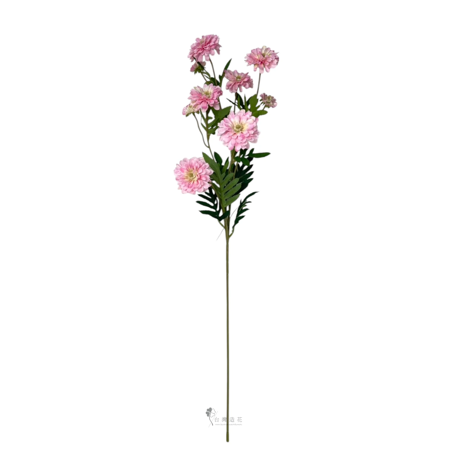 百日菊(深粉)