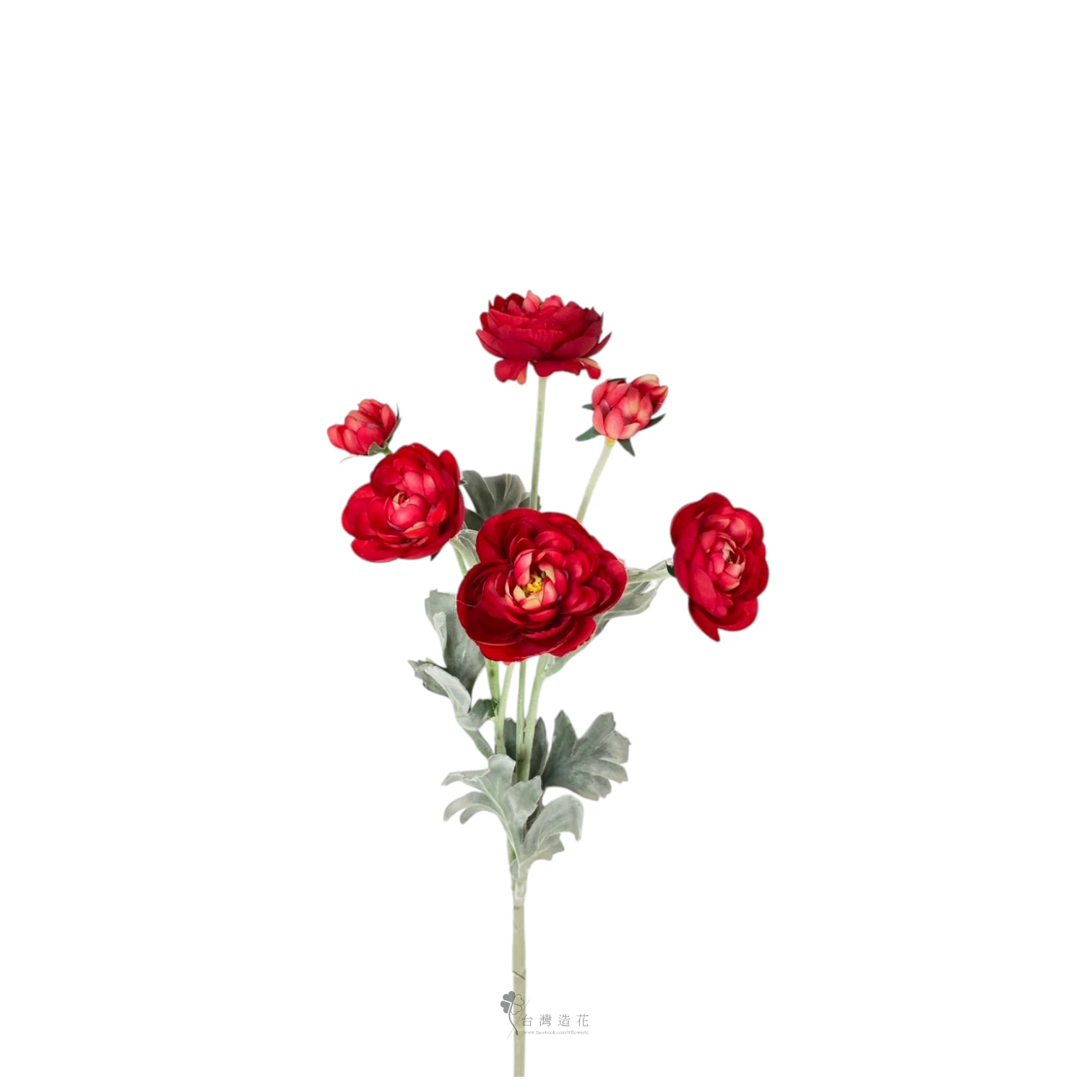 長枝陸蓮(紅)